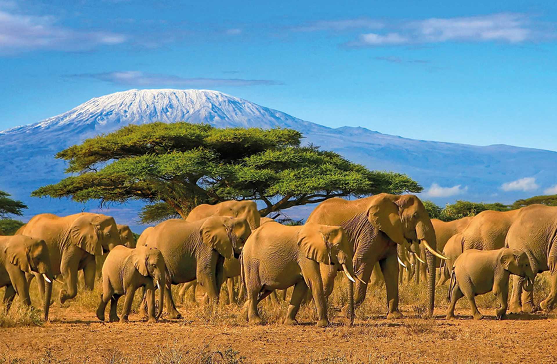 A herd of elephants walk across a plain in Kenya, with snow-capped Mount Kilimanjaro in the background