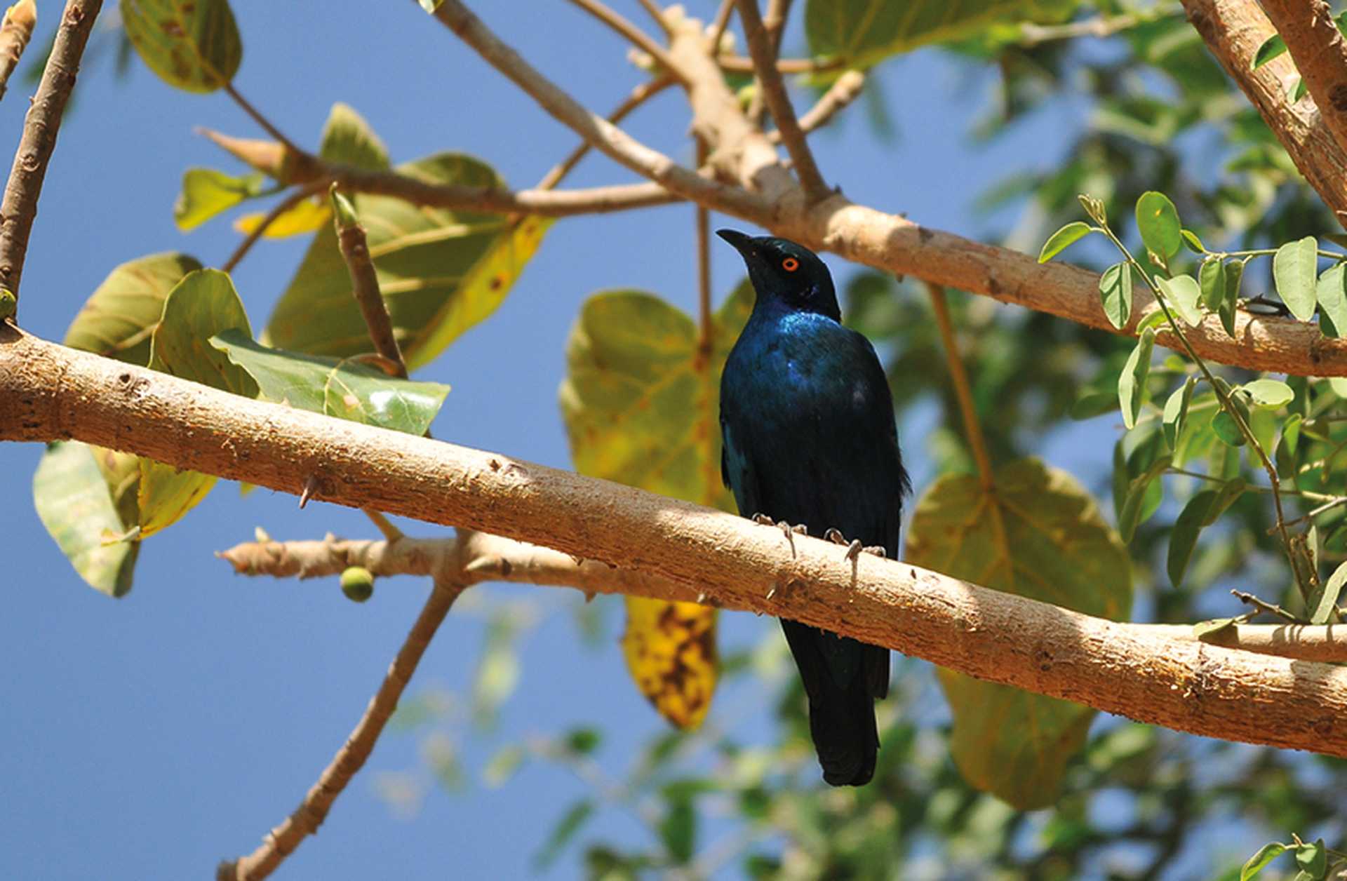 A bluebird perches on a branch in Ethiopia