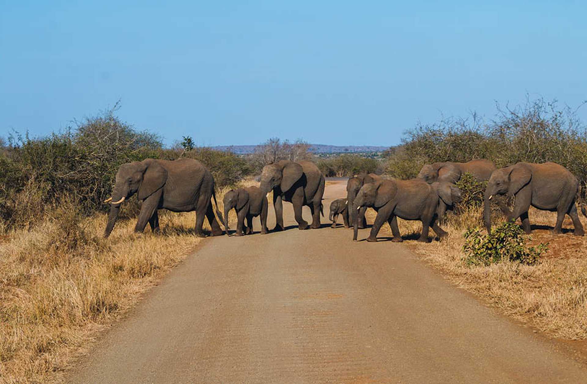 A herd of elephants cross a road in South Africa
