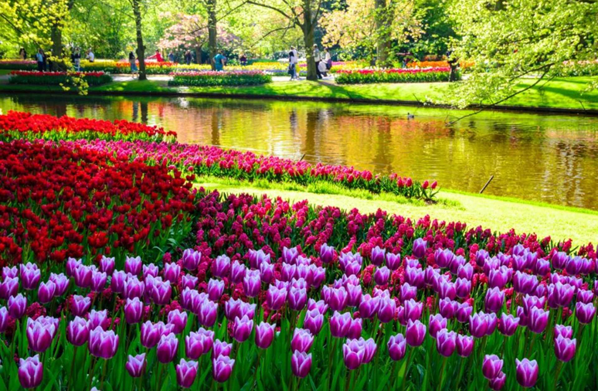 Colourful tulips bloom next to a river at Keukenhof Gardens in the Netherlands