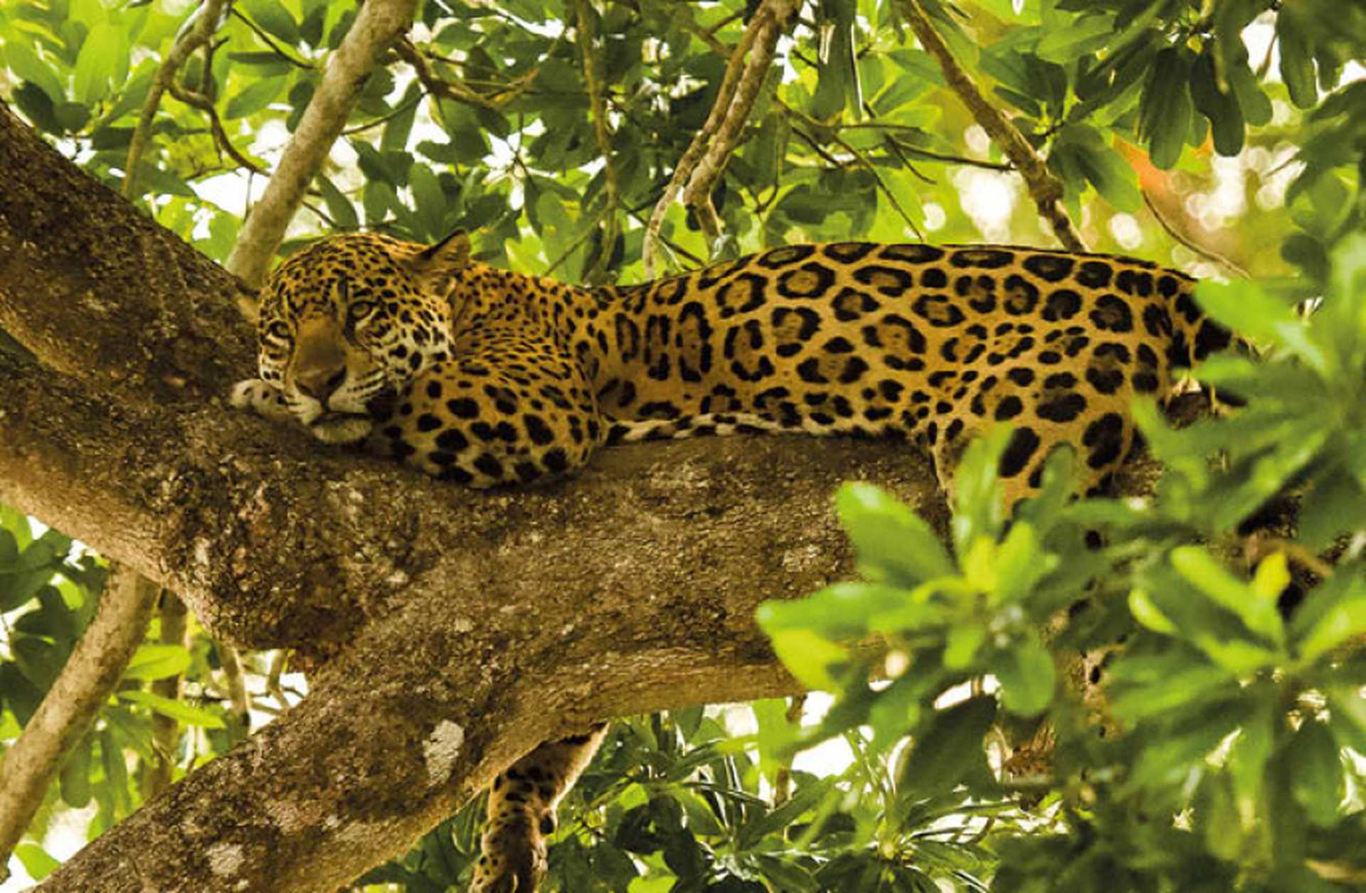 A jaguar lies on a tree branch in Costa Rica