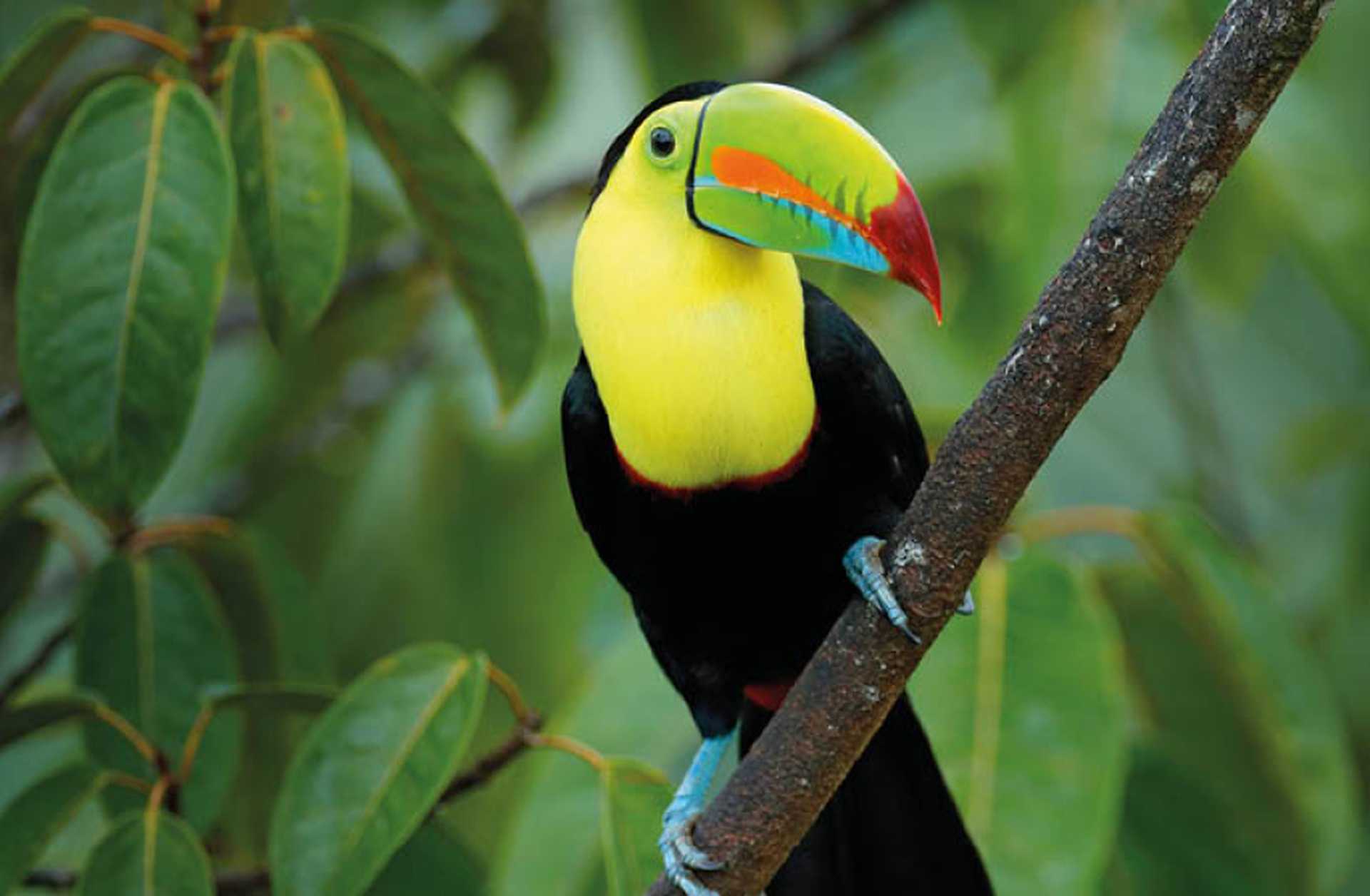 A colourful toucan sits on a branch in the lush forests of Costa Rica