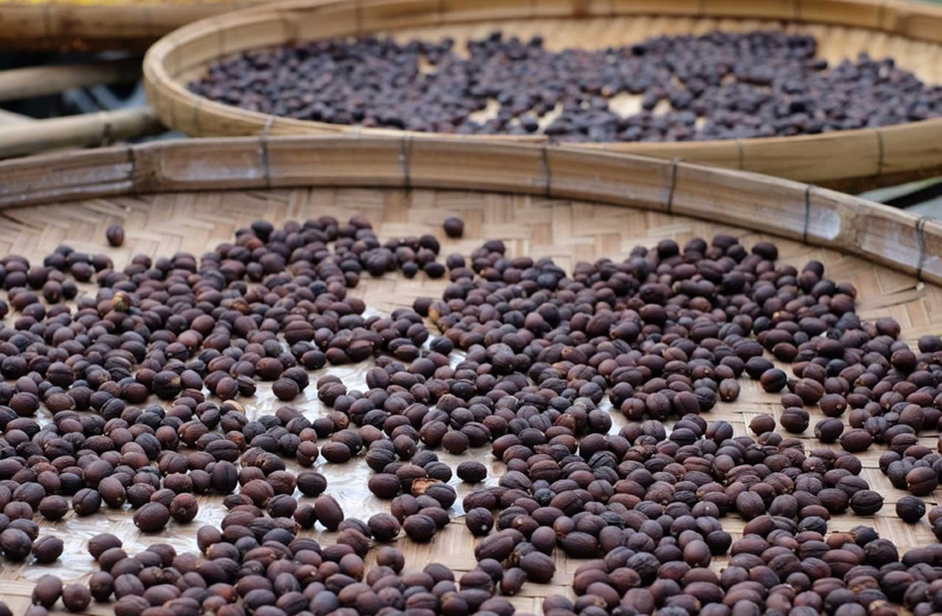 Close-up of Costa Rican coffee beans