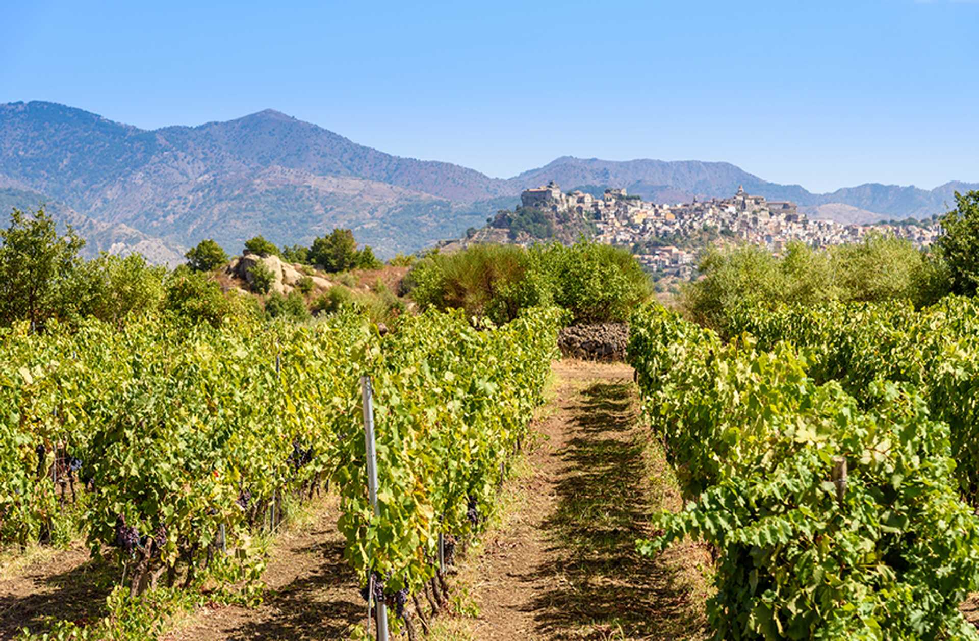 Vineyard on the slopes of Mount Etna with Castiglione di Sicilia in the background. Visit on a Titan tour of Sicily
