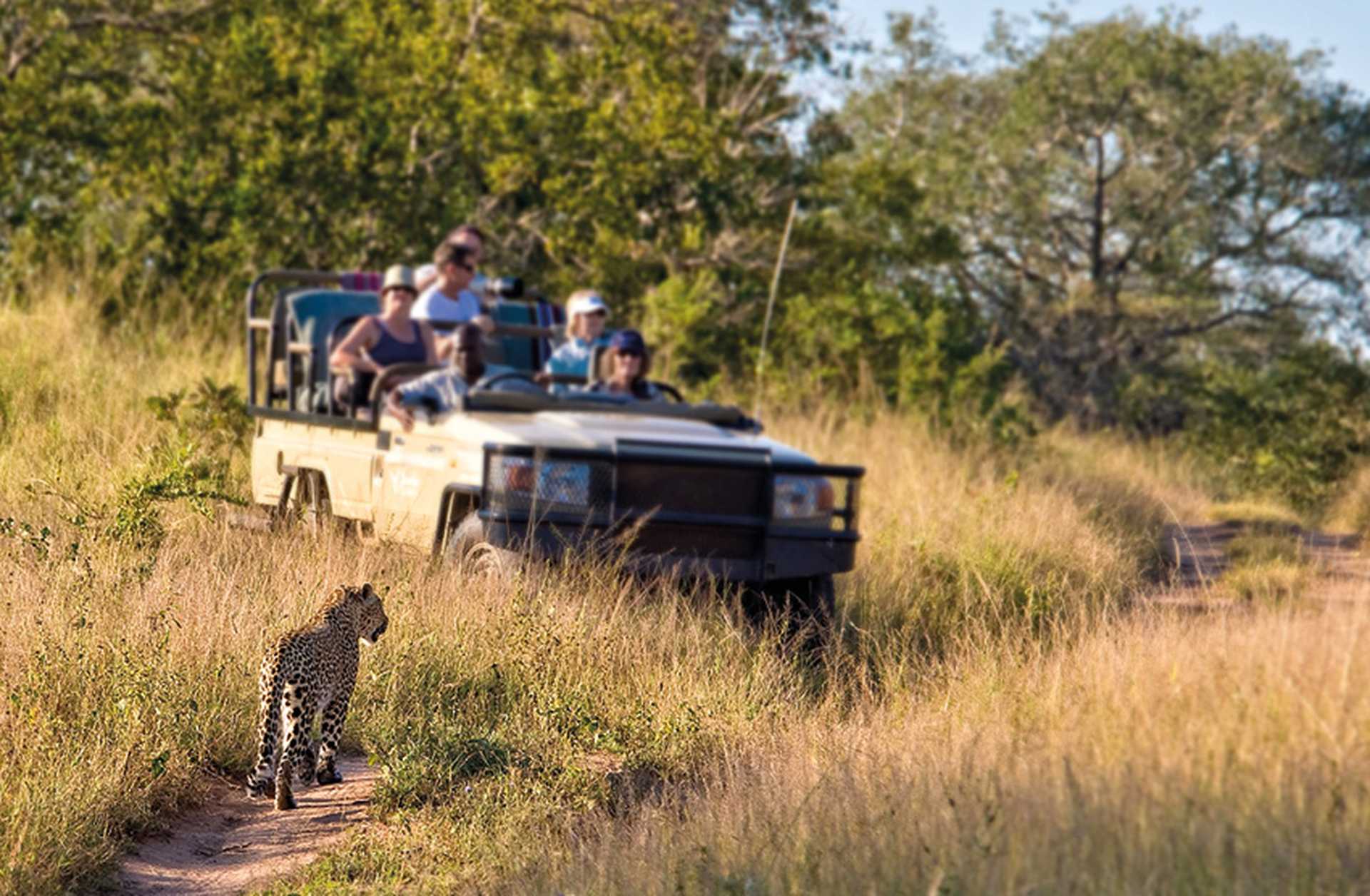 Tourists watch a leopard from a Jeep while on a safari game drive in South Africa