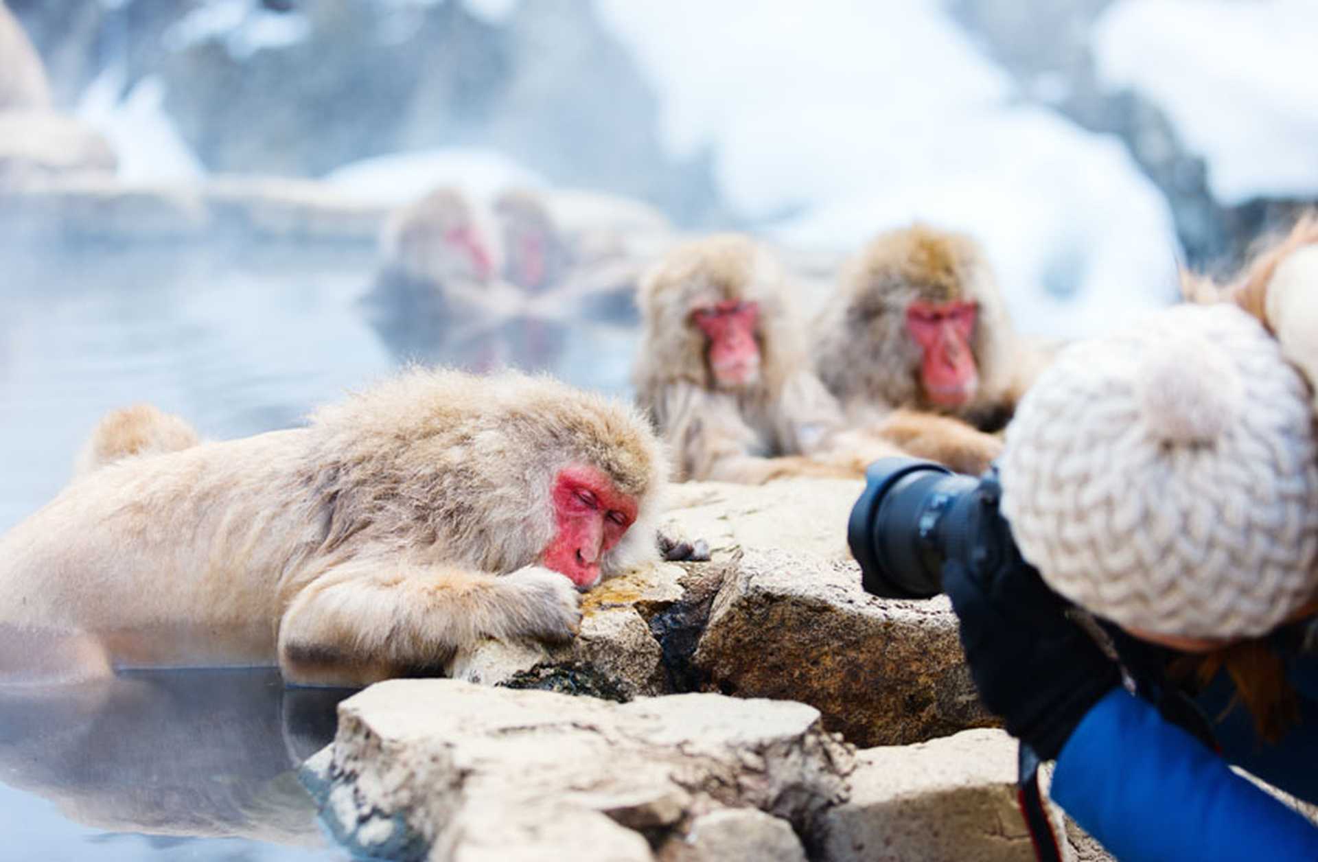 Japanese macaques, or snow monkeys, bathe in onsen hot springs in Nagano, Japan