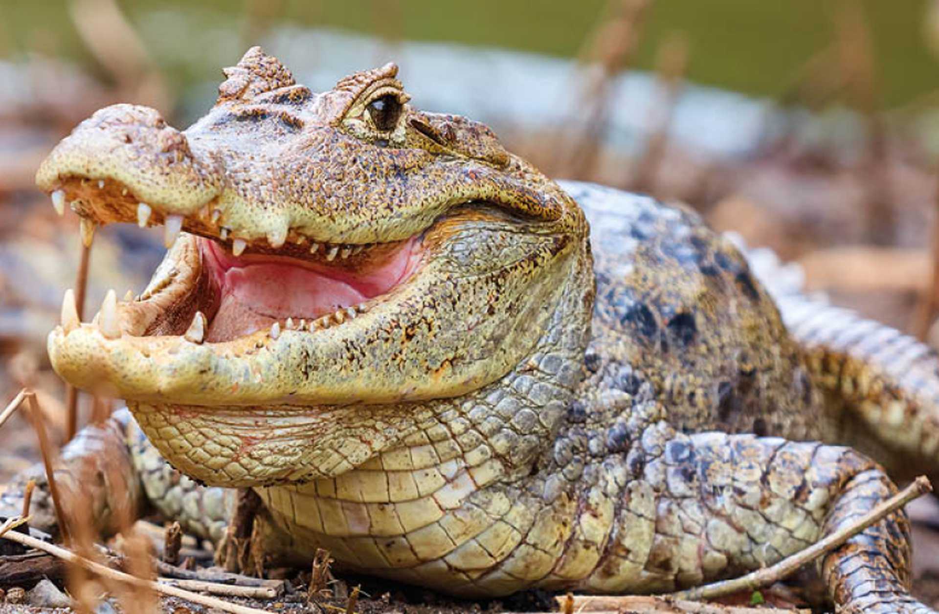 Look out for caimans on Titan's wildlife tours of Costa Rica
