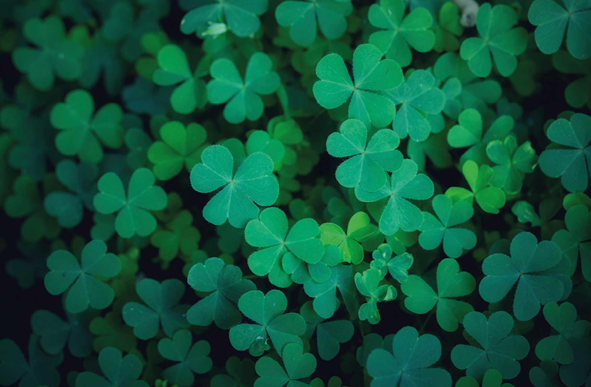 Close-up of four-leaf clovers