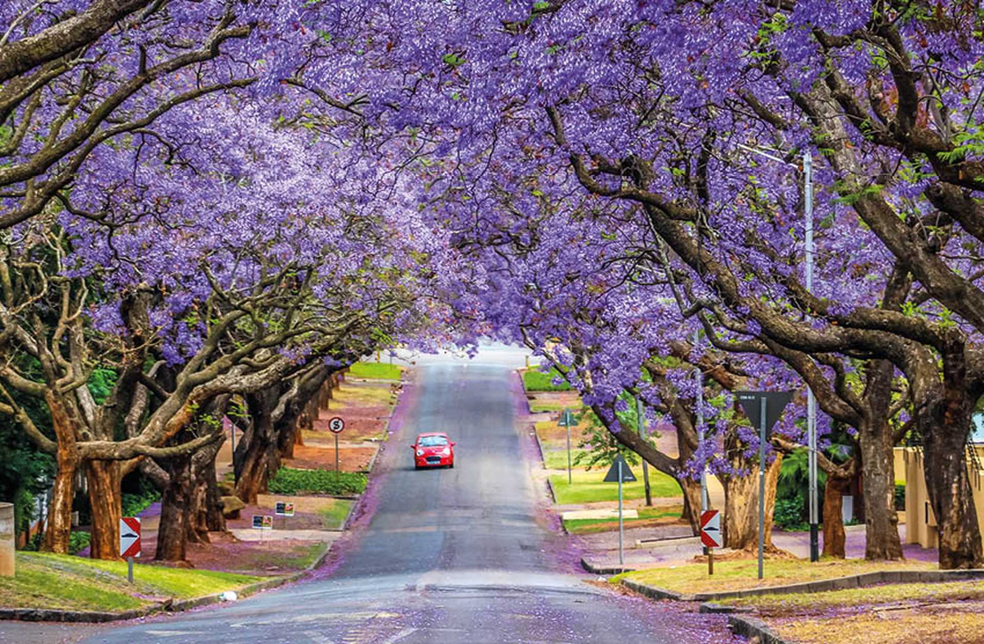 Purple Jacaranda trees in full bloom, Pretoria, South Africa
