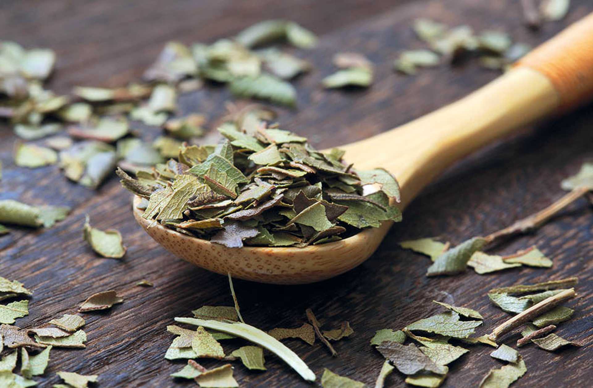 Wooden spoon of dried Lemon Myrtle leaves used for cooking, Australia