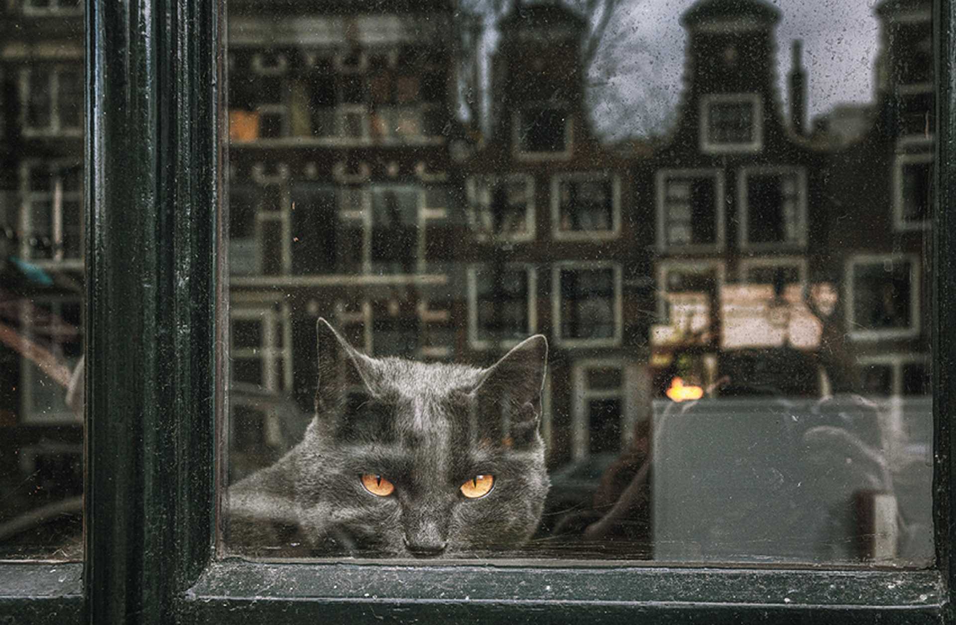 A black cat looks out of a window in Amsterdam