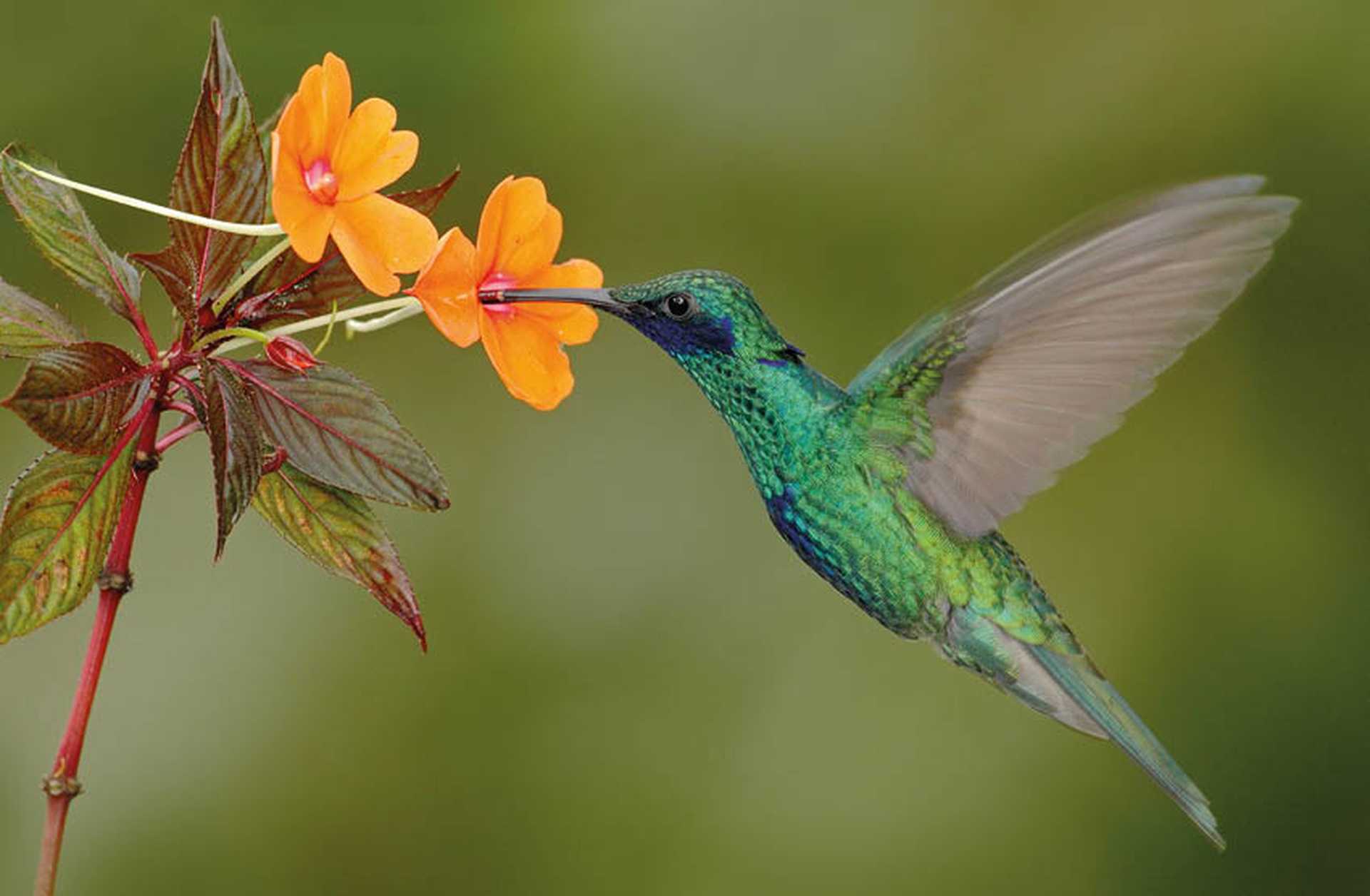 Green and blue hummingbird Sparkling Violetear flying next to orange flower, Costa Rica