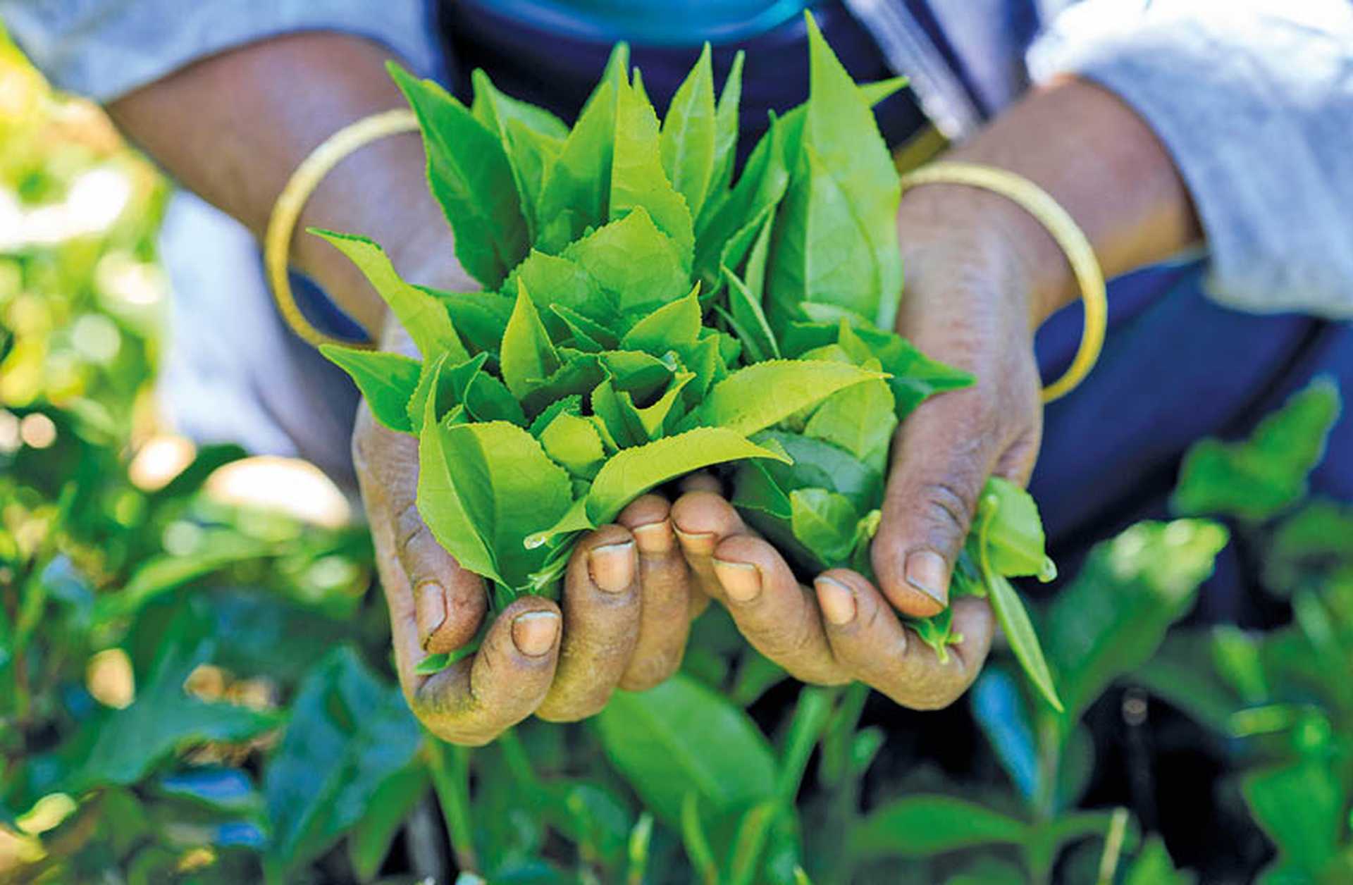 Close-up of hands holding freshly picked tea leaves
