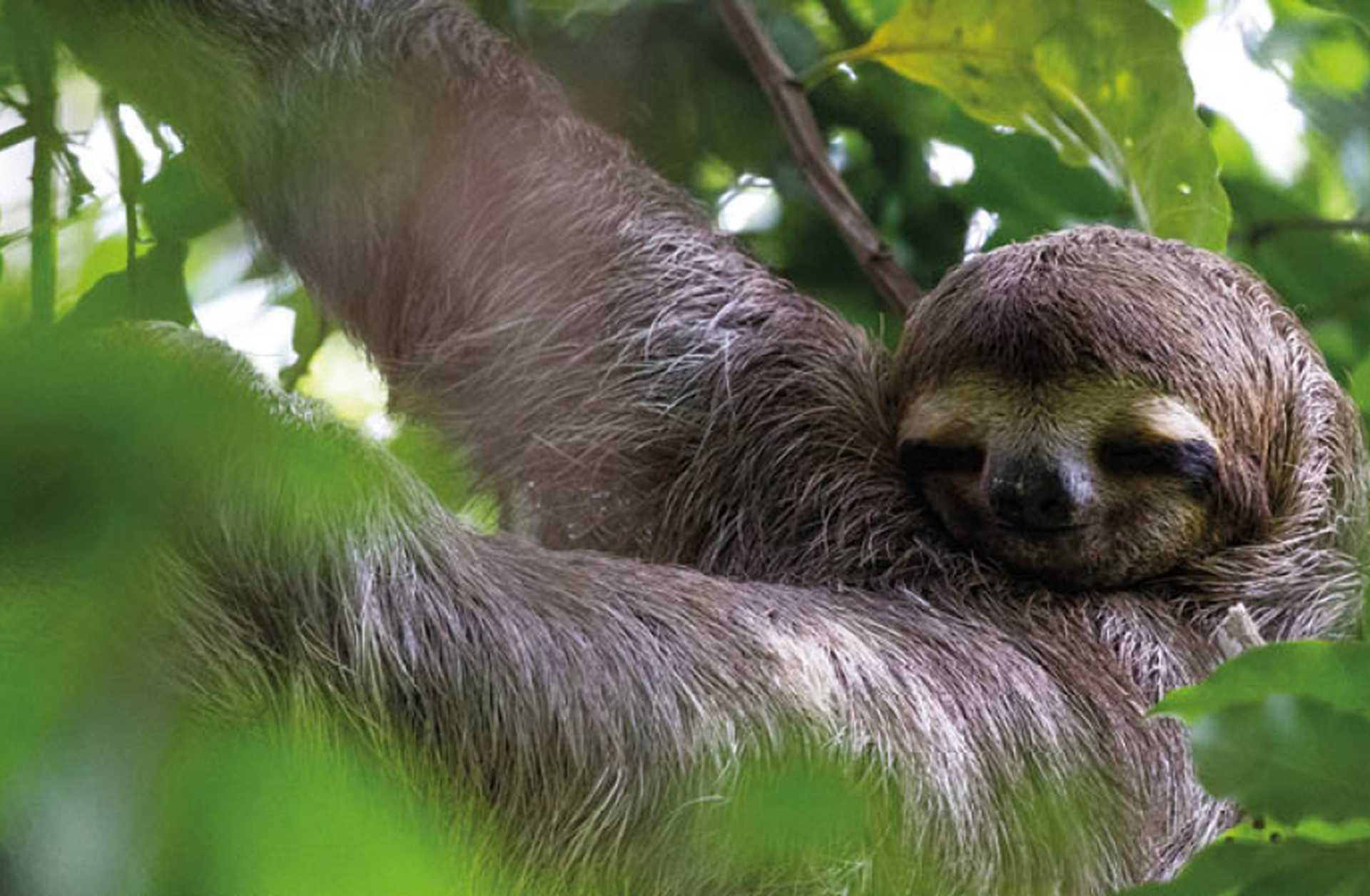 A three-toed sloth hangs from a tree in Costa Rica