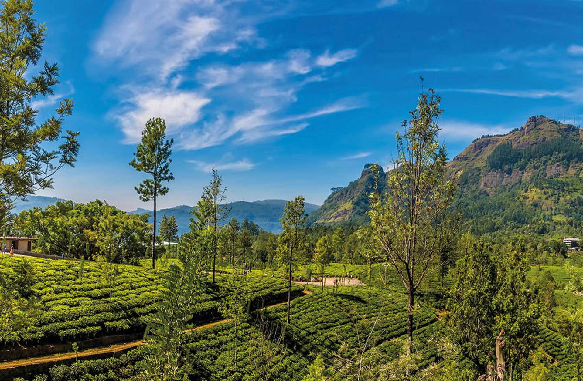 View across tea plantations in the highlands of Sri Lanka