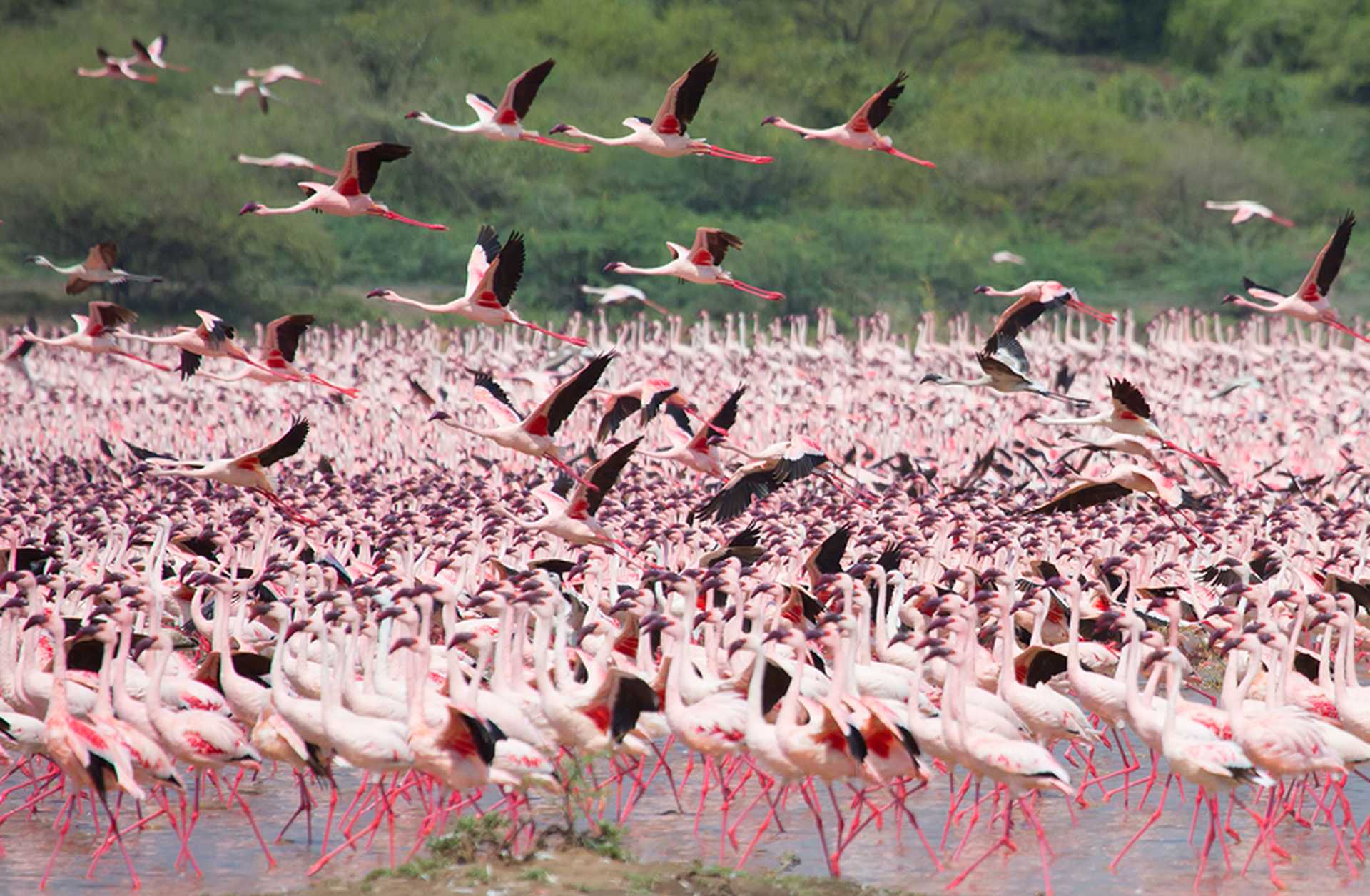 Flamingos gather on a lake in Kenya, a great destination for birdwatching