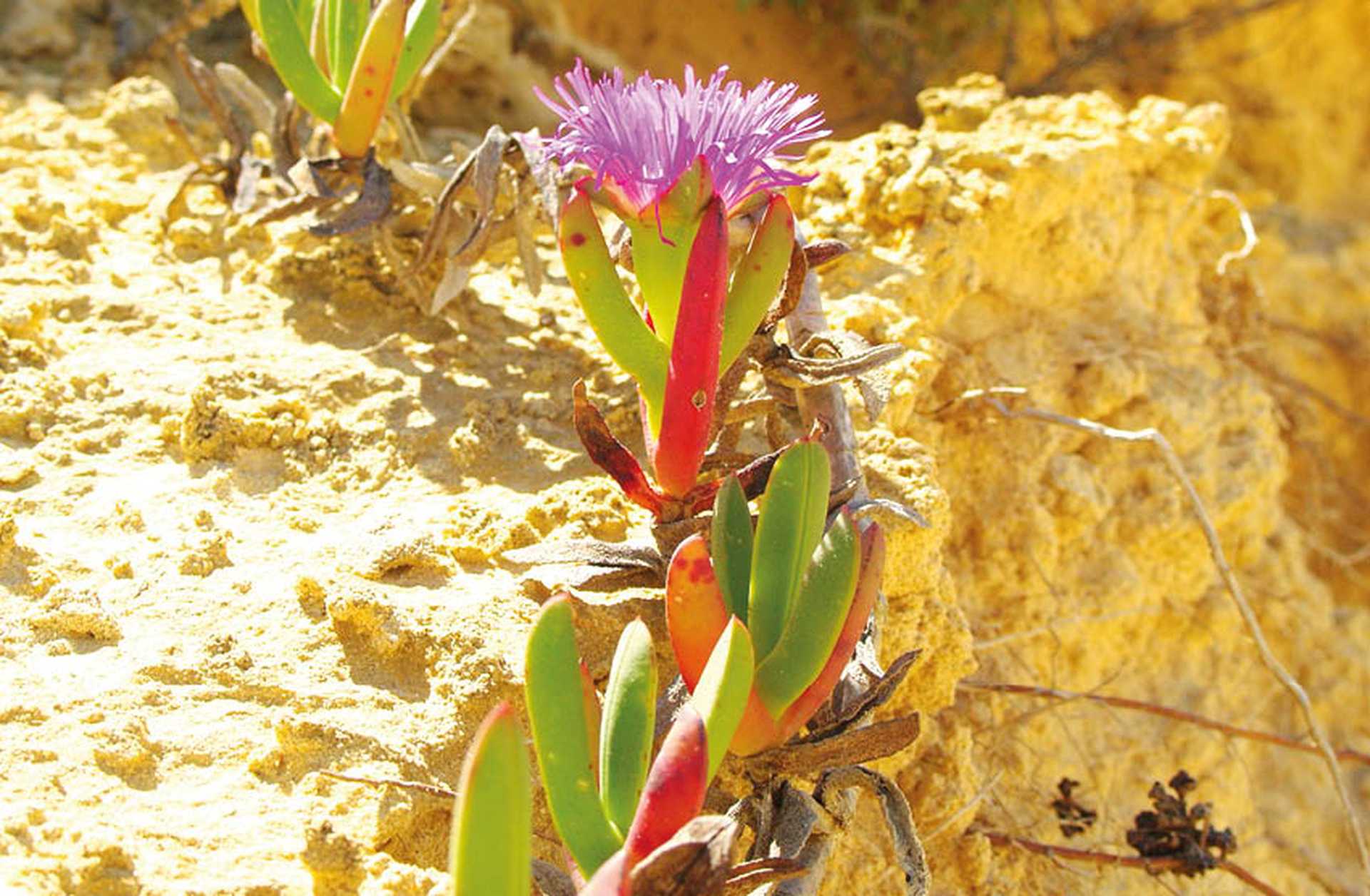 Karkalla plant with pink flowers growing in sand dunes Australia