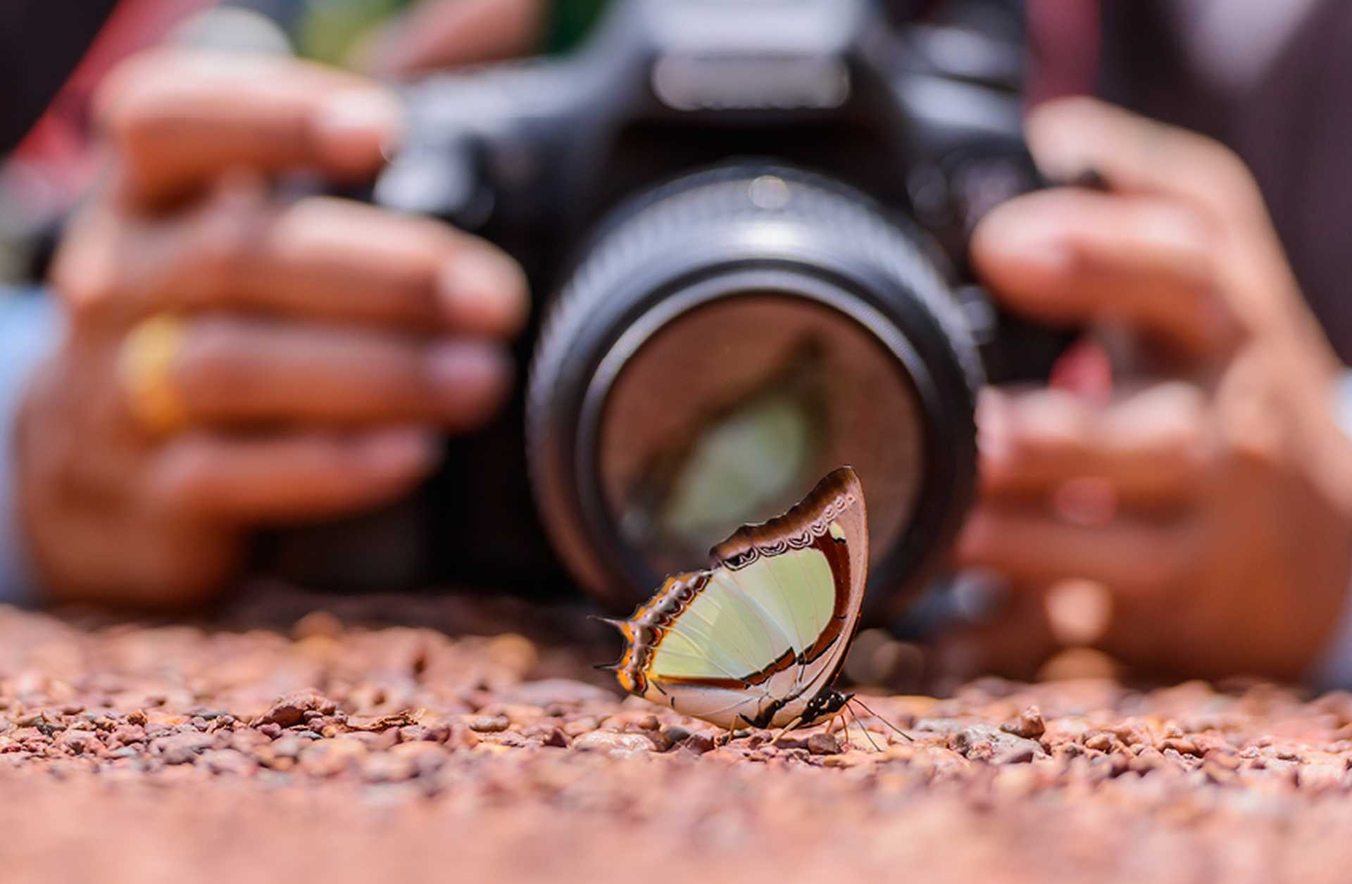 A camera takes a photo of a butterfly 