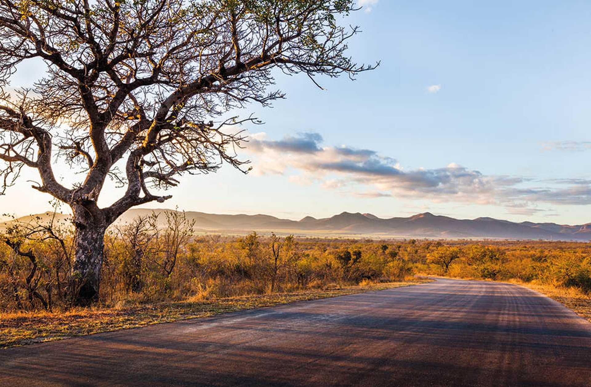 A road leads through Kruger National Park in South Africa