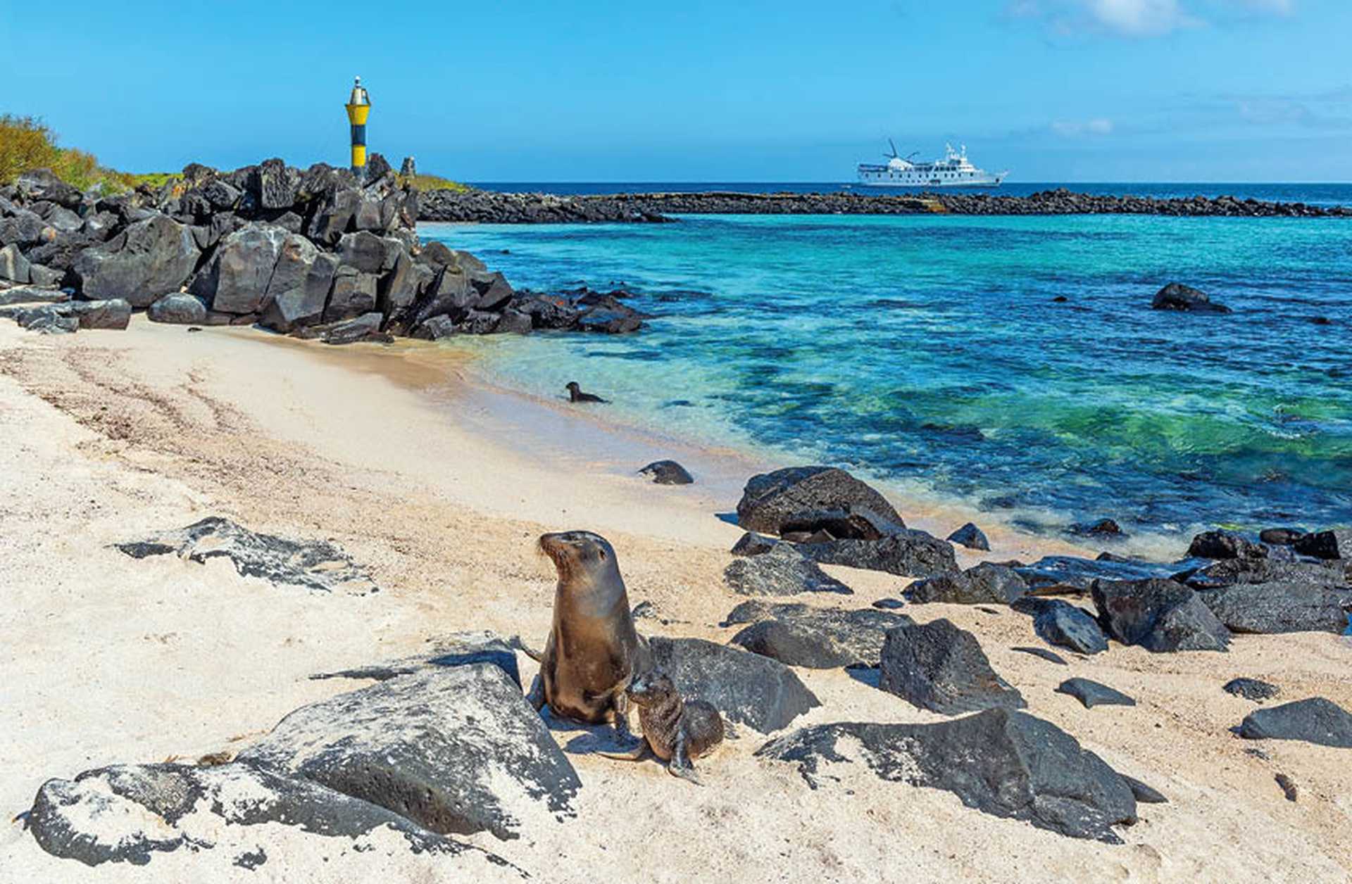 Sea Lions on Espanola island beach with lighthouse and cruise ship, Galapagos national park, Ecuador.