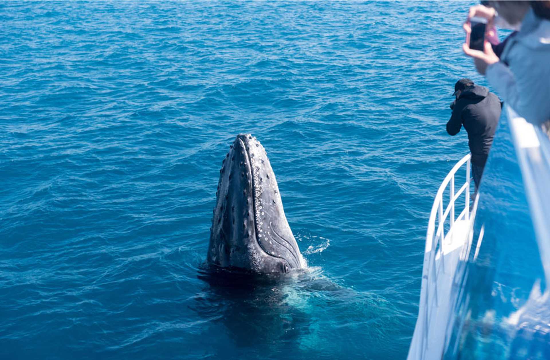 Whale watchers observe a humpback whale breaching 