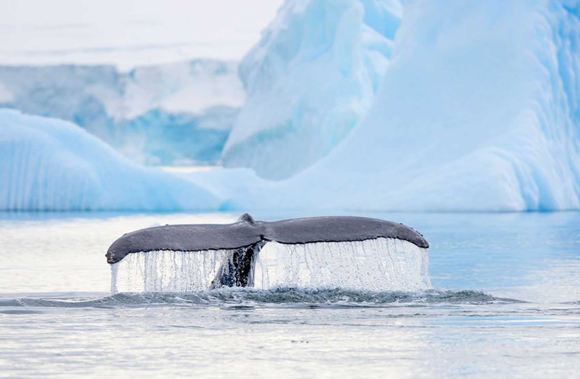 A whale disappears below the water in Antarctica, with icebergs behind