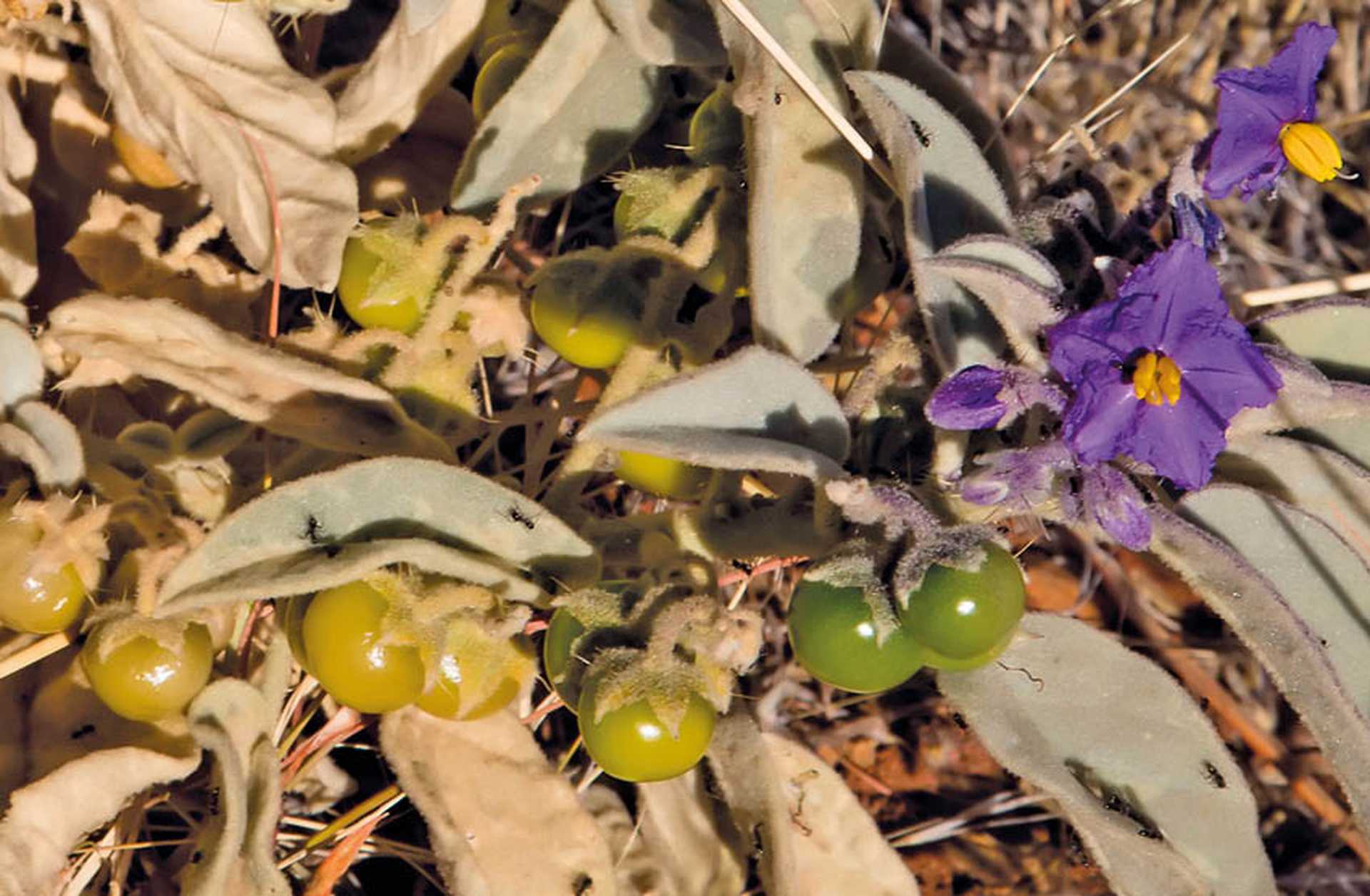 Fruit and flowers on wild bush tomato plant Australia