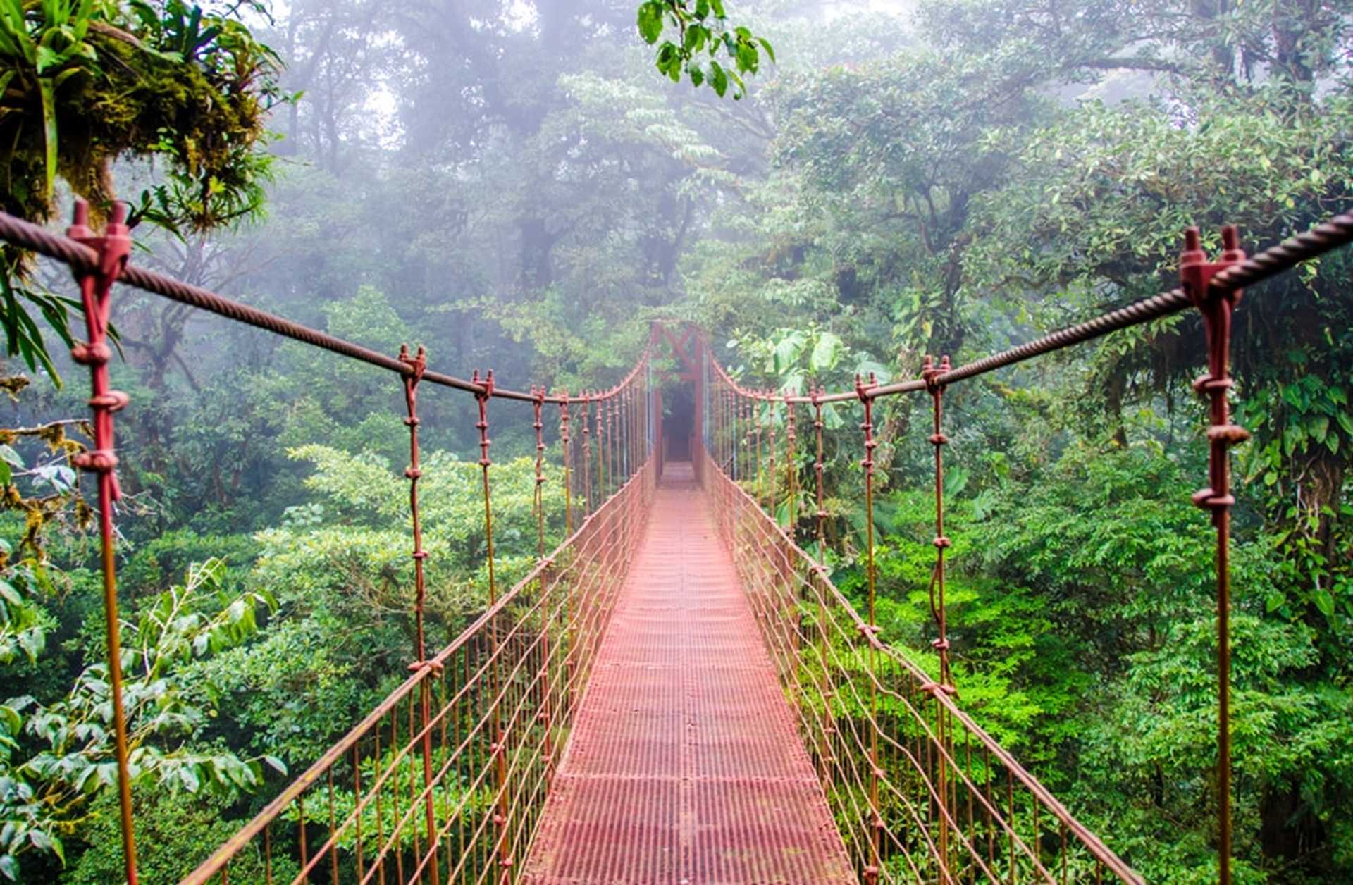 A bridge leads through the cloud forest in Costa Rica