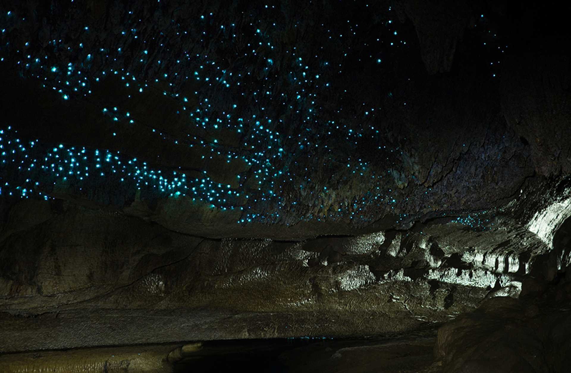 Illuminated Glow Worm Sky in Dark Cave, Waipu Caves, North Island, New Zealand