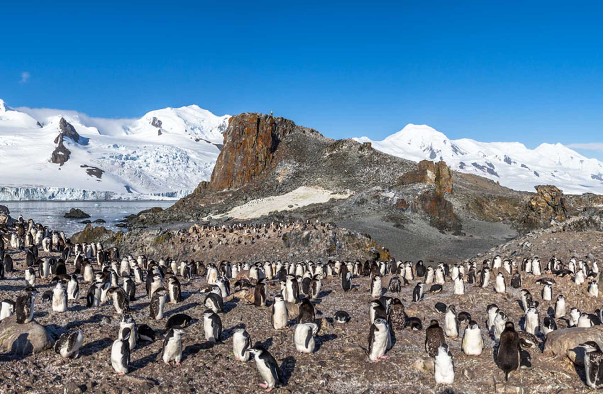 Chinstrap penguins gather on Half Moon Island, Antarctica