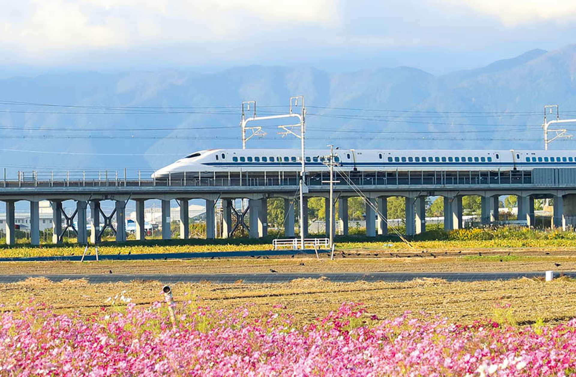 A Shinkansen bullet train speeds past a field of pink flowers in Japan