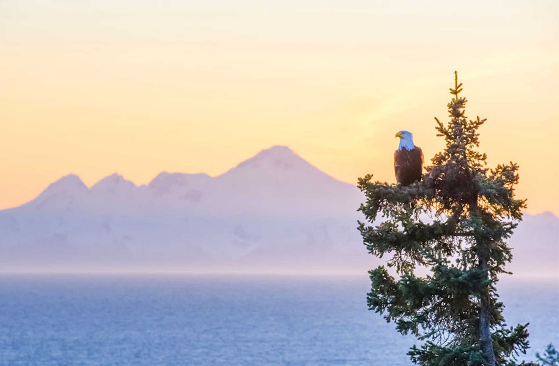 An eagle sits atop a tree in Alaska, with mountains and ocean in the background