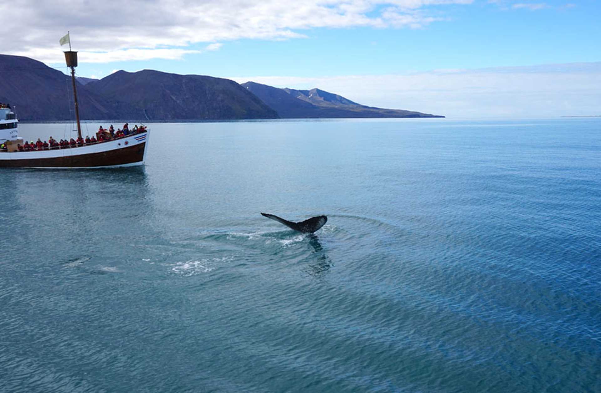 A boat of whale watchers catch a glimpse of a whale breaching in the waters off Husavik, Iceland