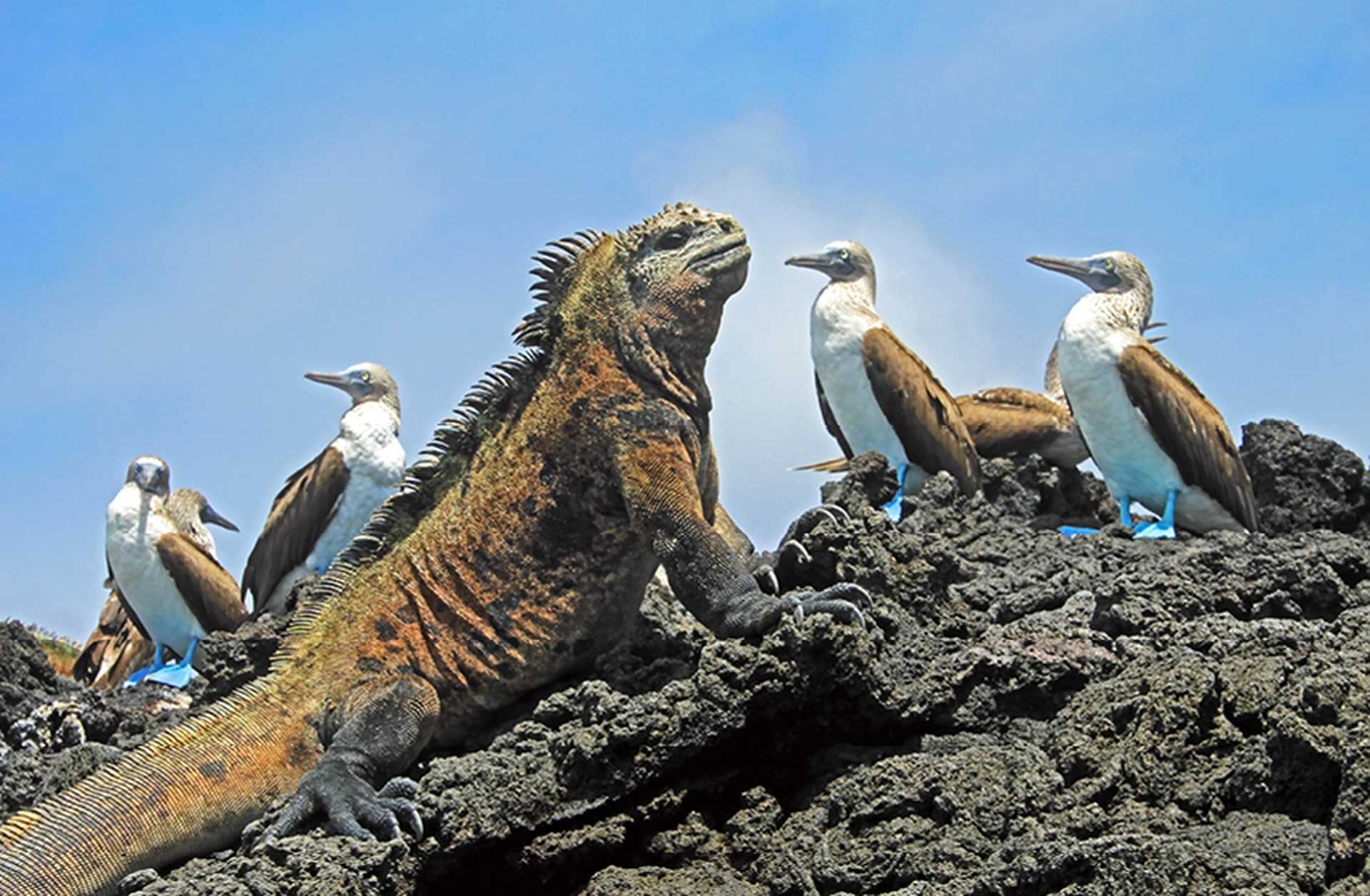 A marine iguana sits on a rock next to blue footed boobies on Isabela Island in the Galapagos