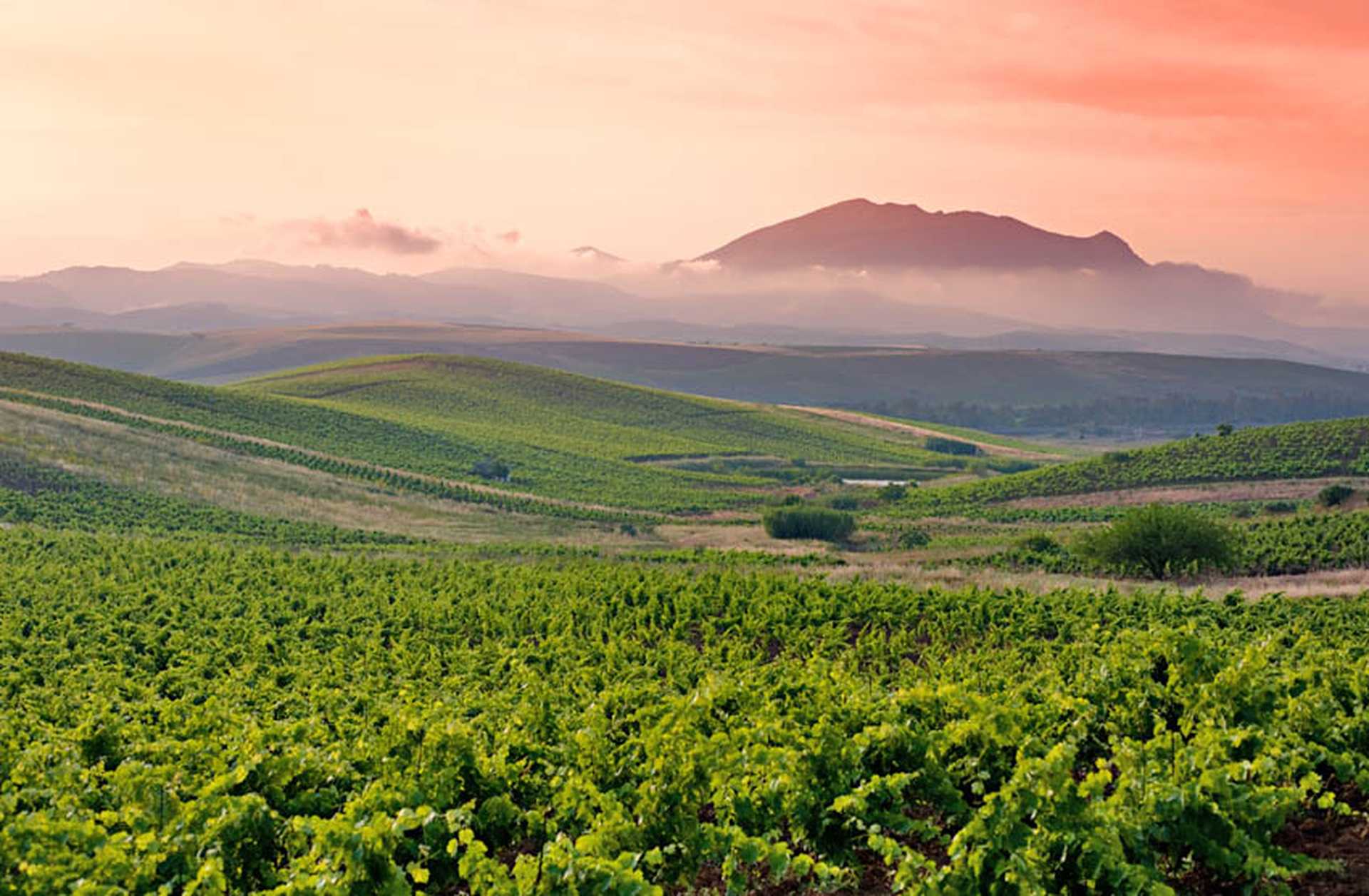 Sweeping view across vineyards in Sicily