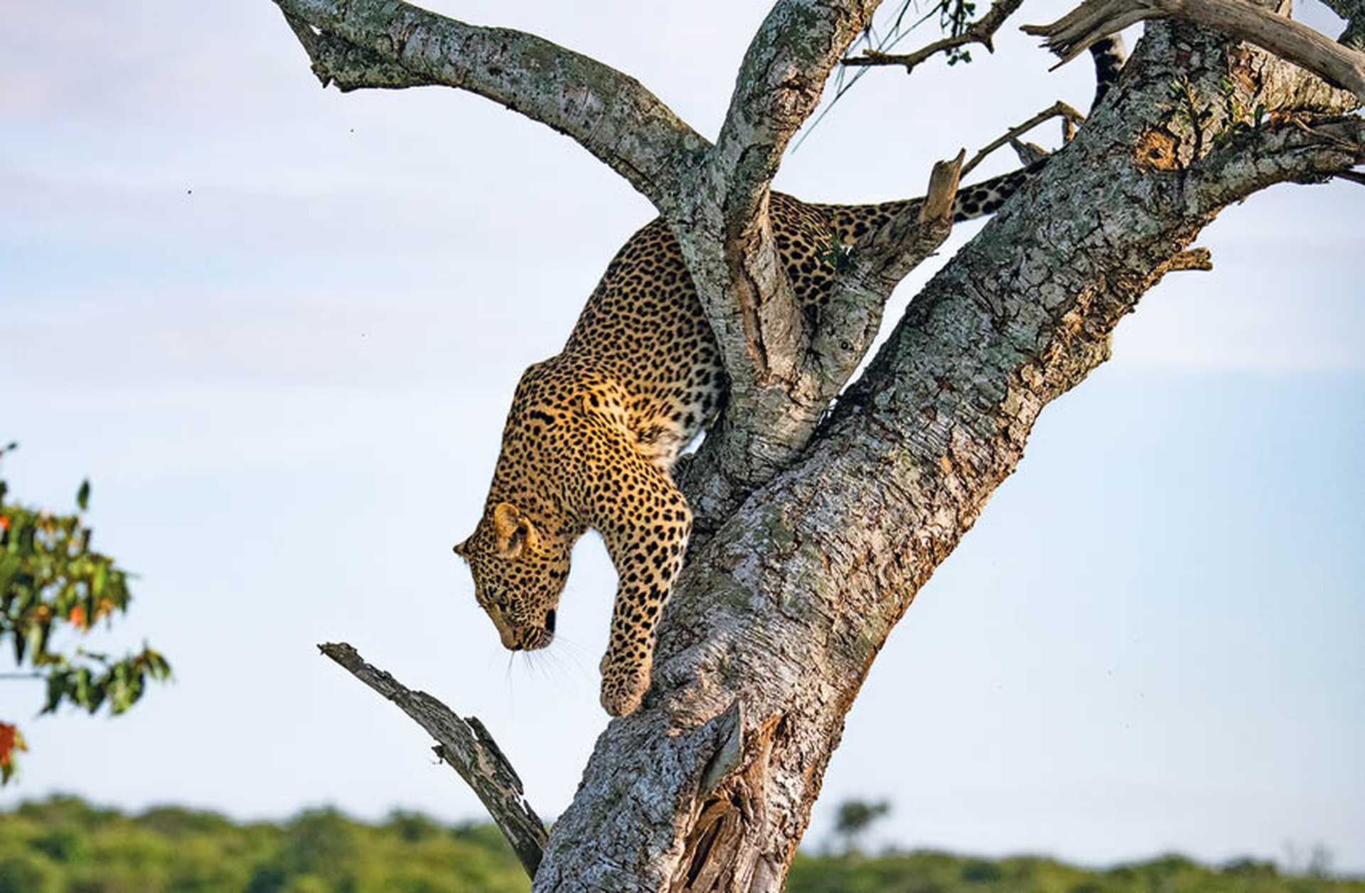 A leopard climbs down a tree in the Masaai Mara, visited on Titan's Kenya tours