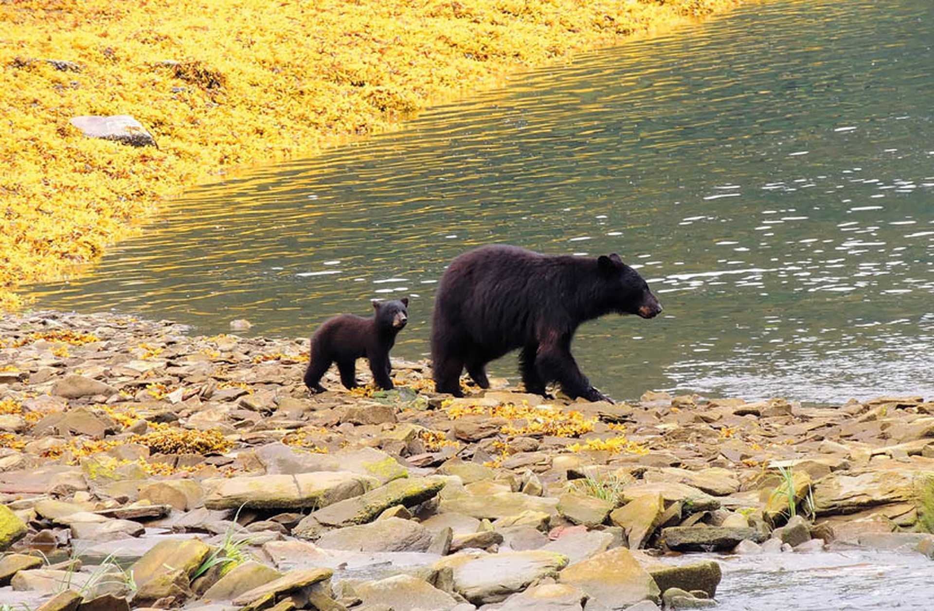 A black bear cub and its mother walk alongside the water in Neets Bay, near Ketchikan in Alaska