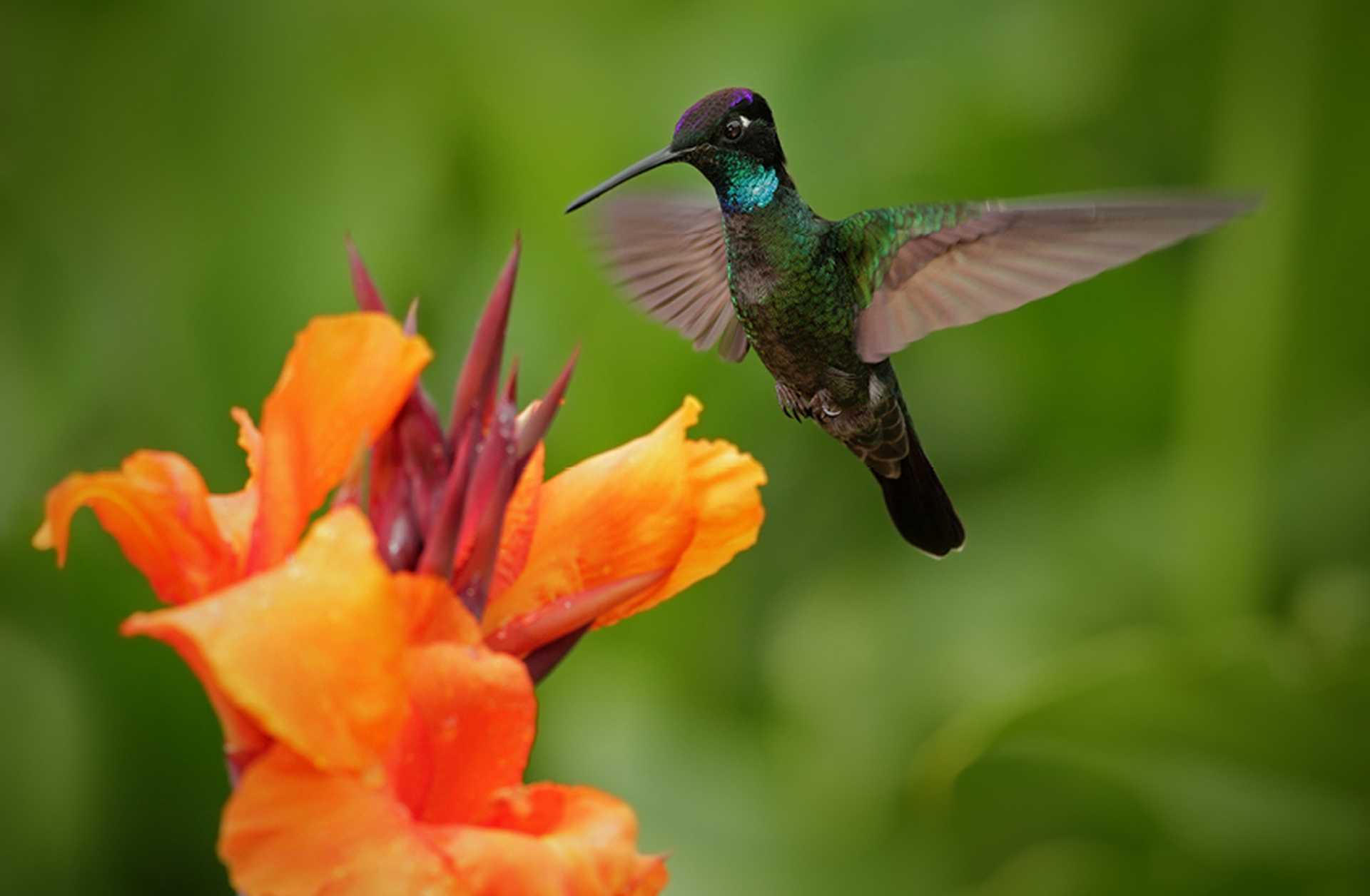 A hummingbird drinks nectar from a tropical flower in Costa Rica