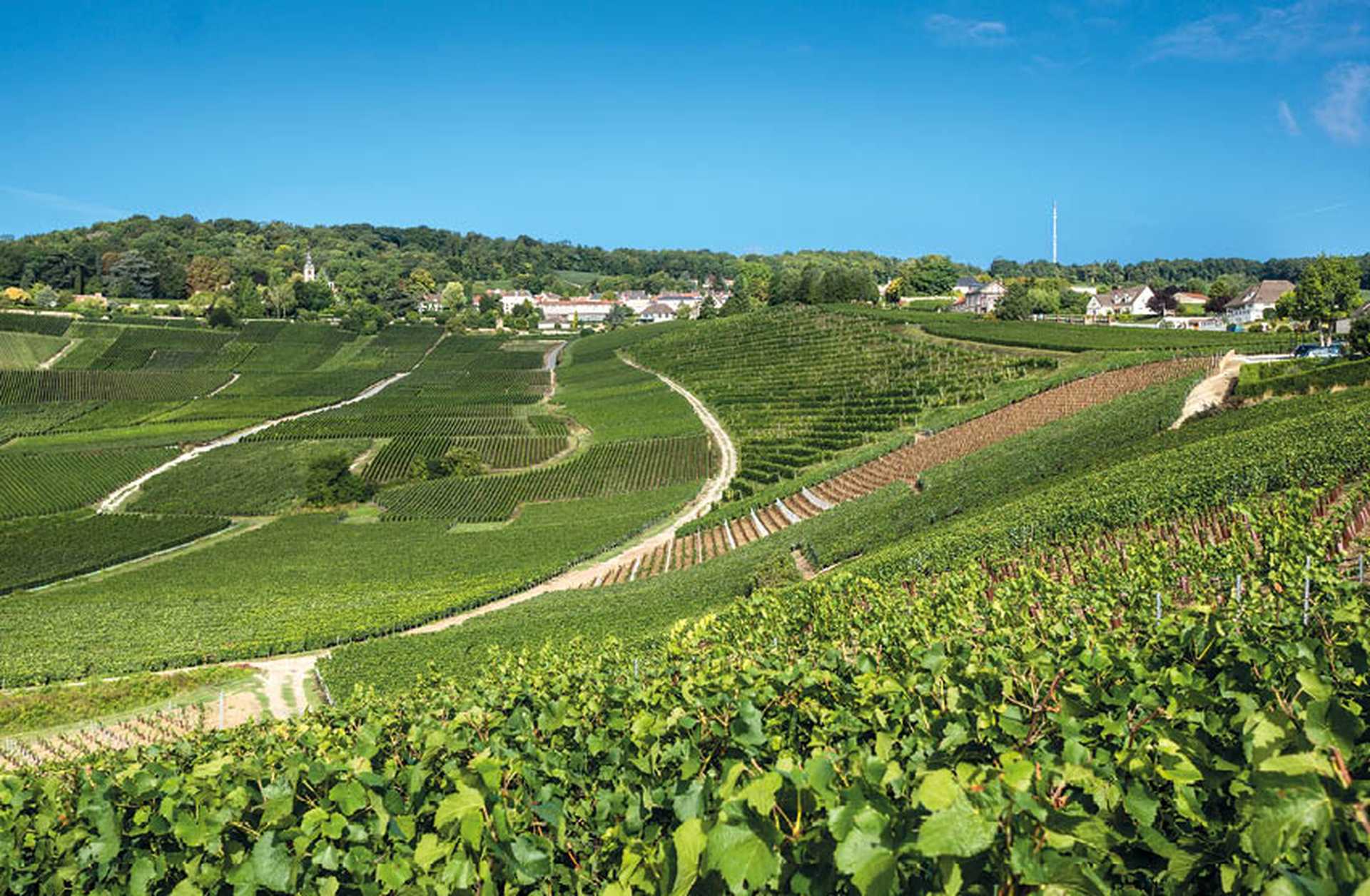 Vineyards around Hautvillers, Marne, Champagne Ardenne