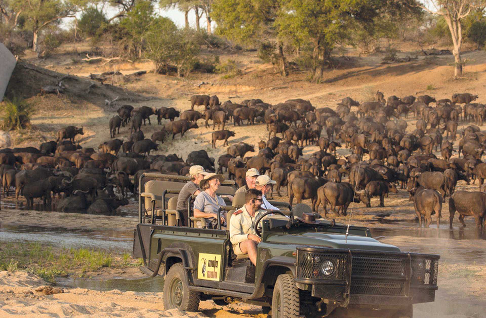 Visitors watch a herd of buffalo in Mala Mala game reserve, visited on Titan's South Africa tours