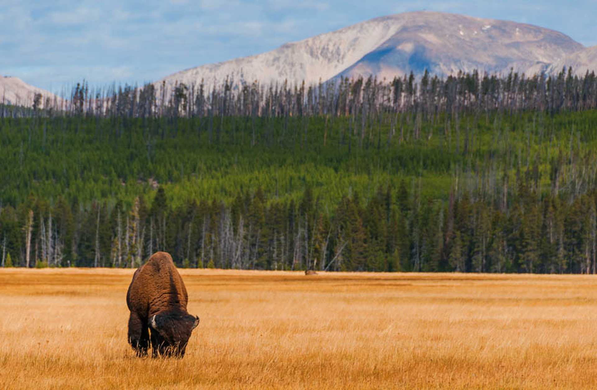 Pasturing bison in front of a forest and mountain in Yellowstone National Park, Wyoming