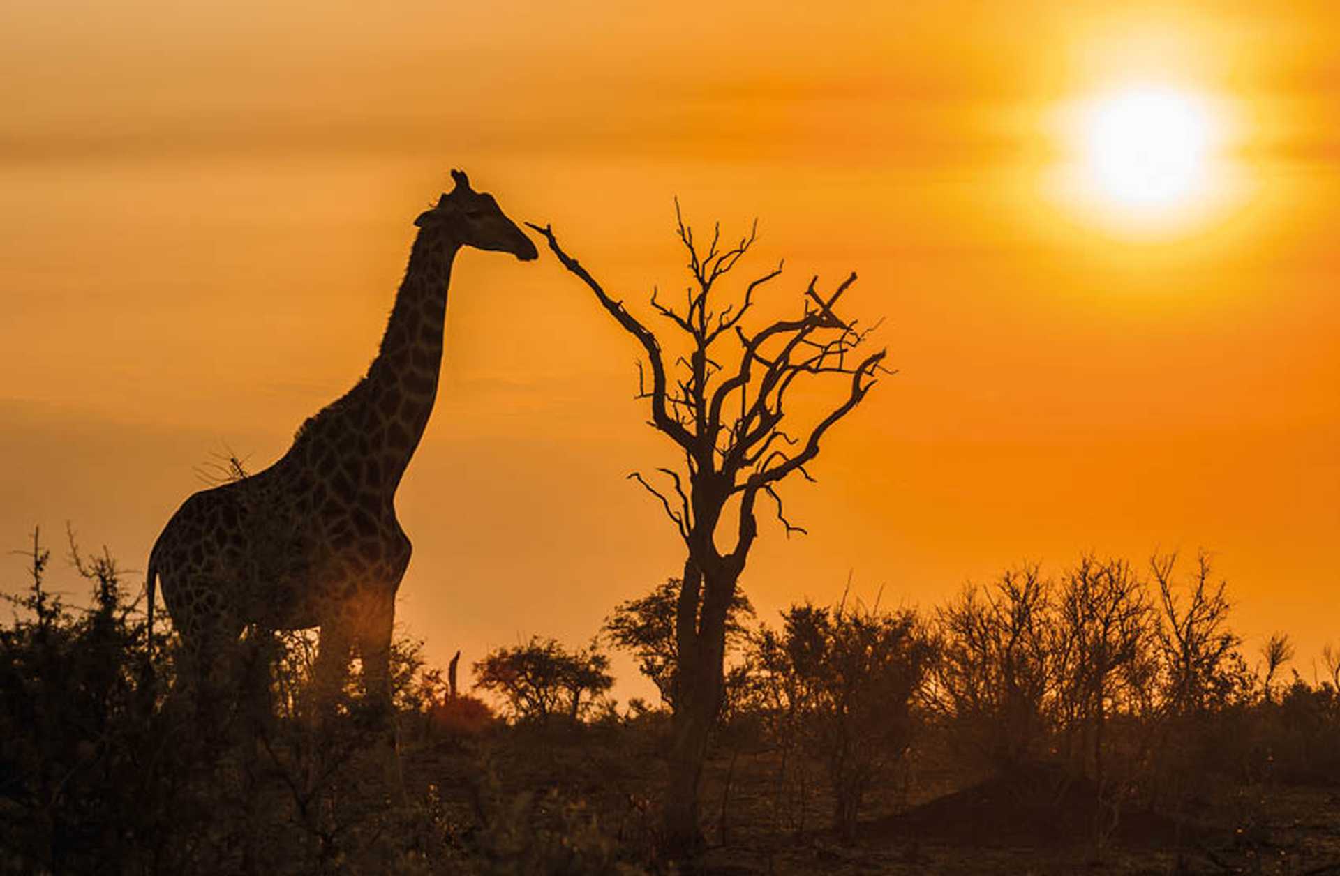 Giraffe in Kruger national park at sunset, South Africa
