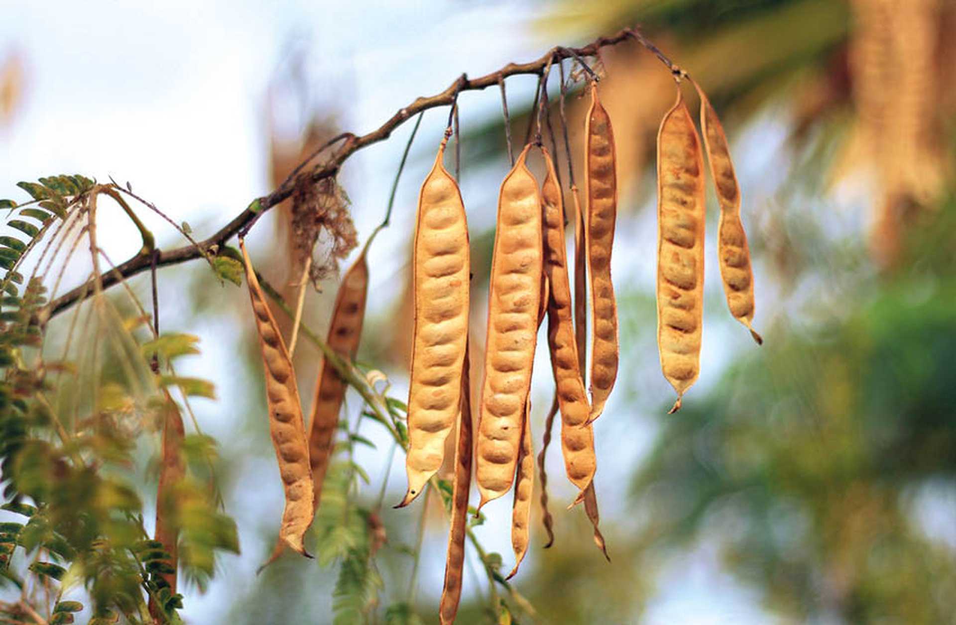 Wattleseeds growing on Acacia tree, Australia