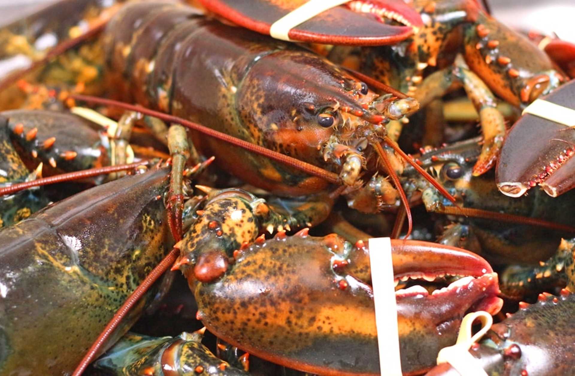Enjoy fresh seafood in Canada
