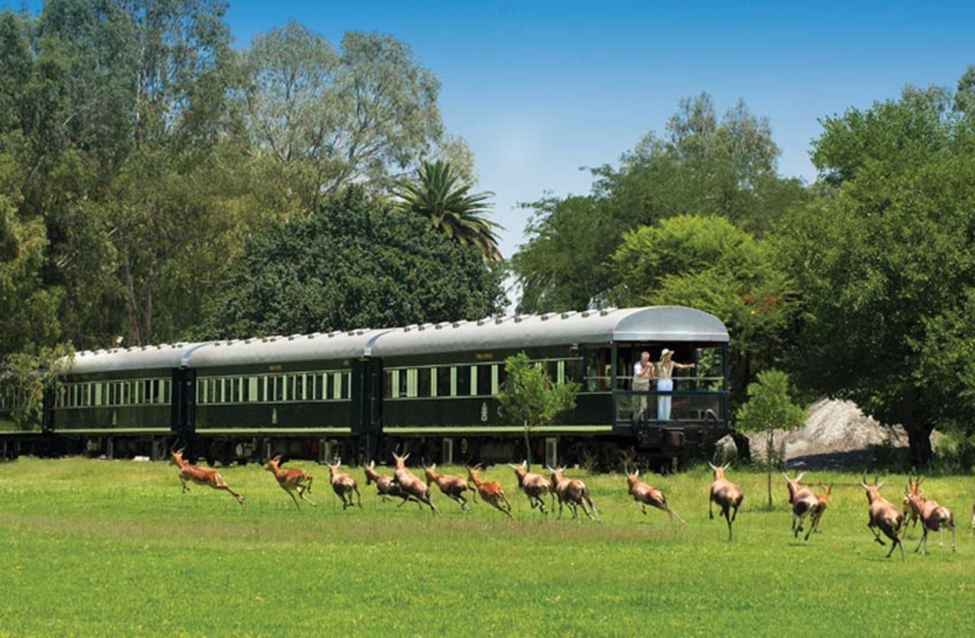 Rovos Rail's Pride of Africa train travels past a field of springbok