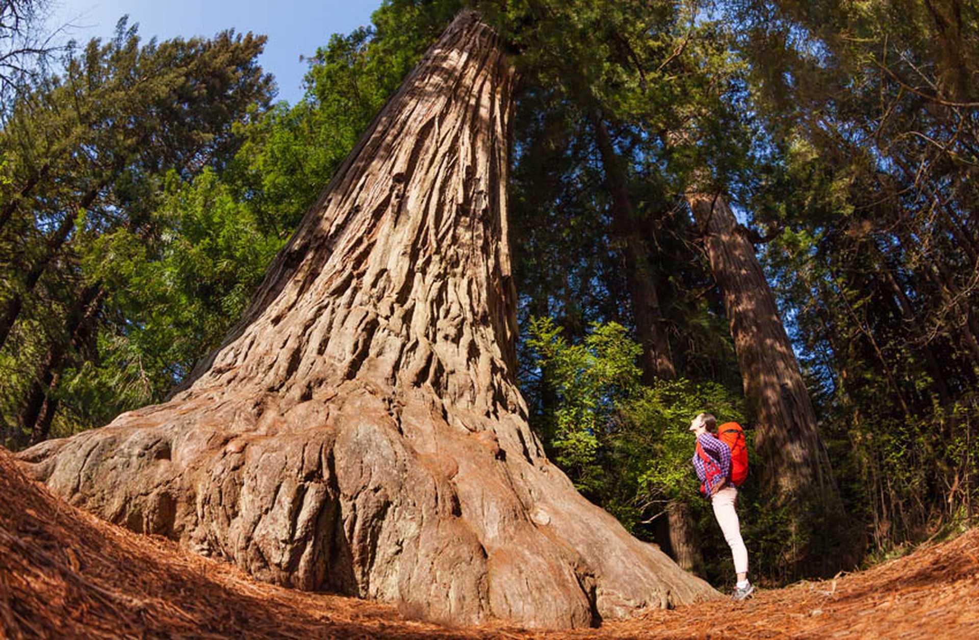 A girl stands beneath a giant redwood tree in California
