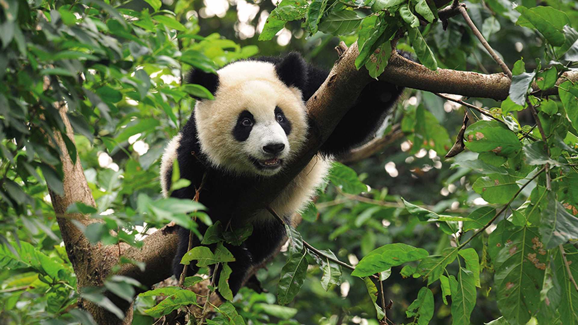 The giant panda
