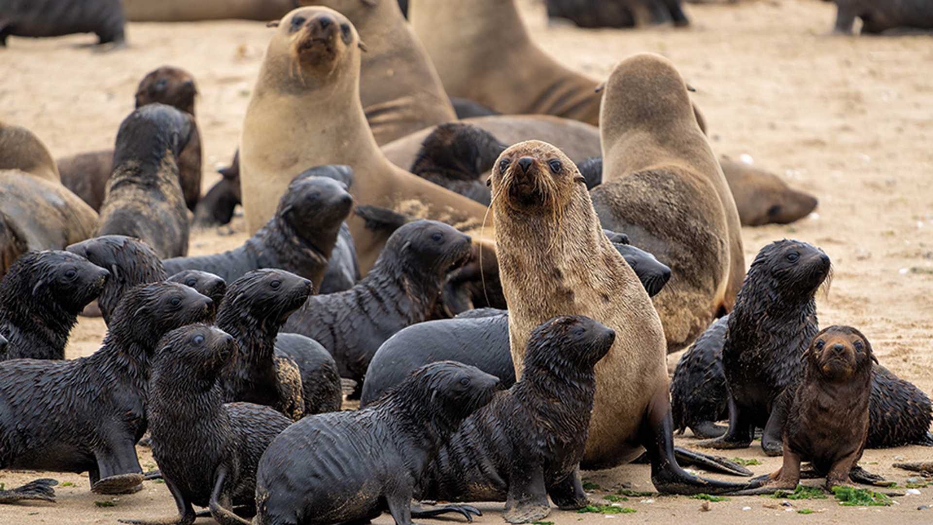 Cape fur seals, Walvis Bay