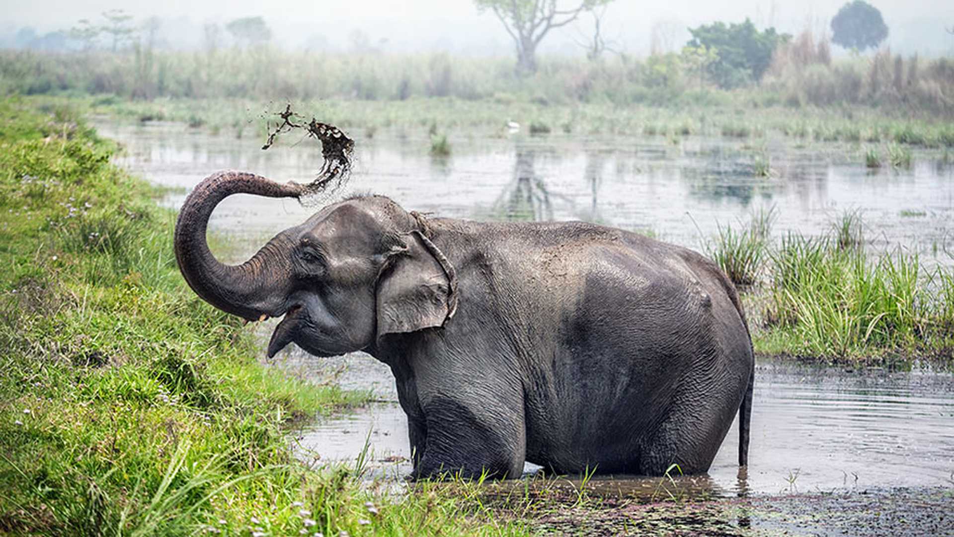 Chitwan