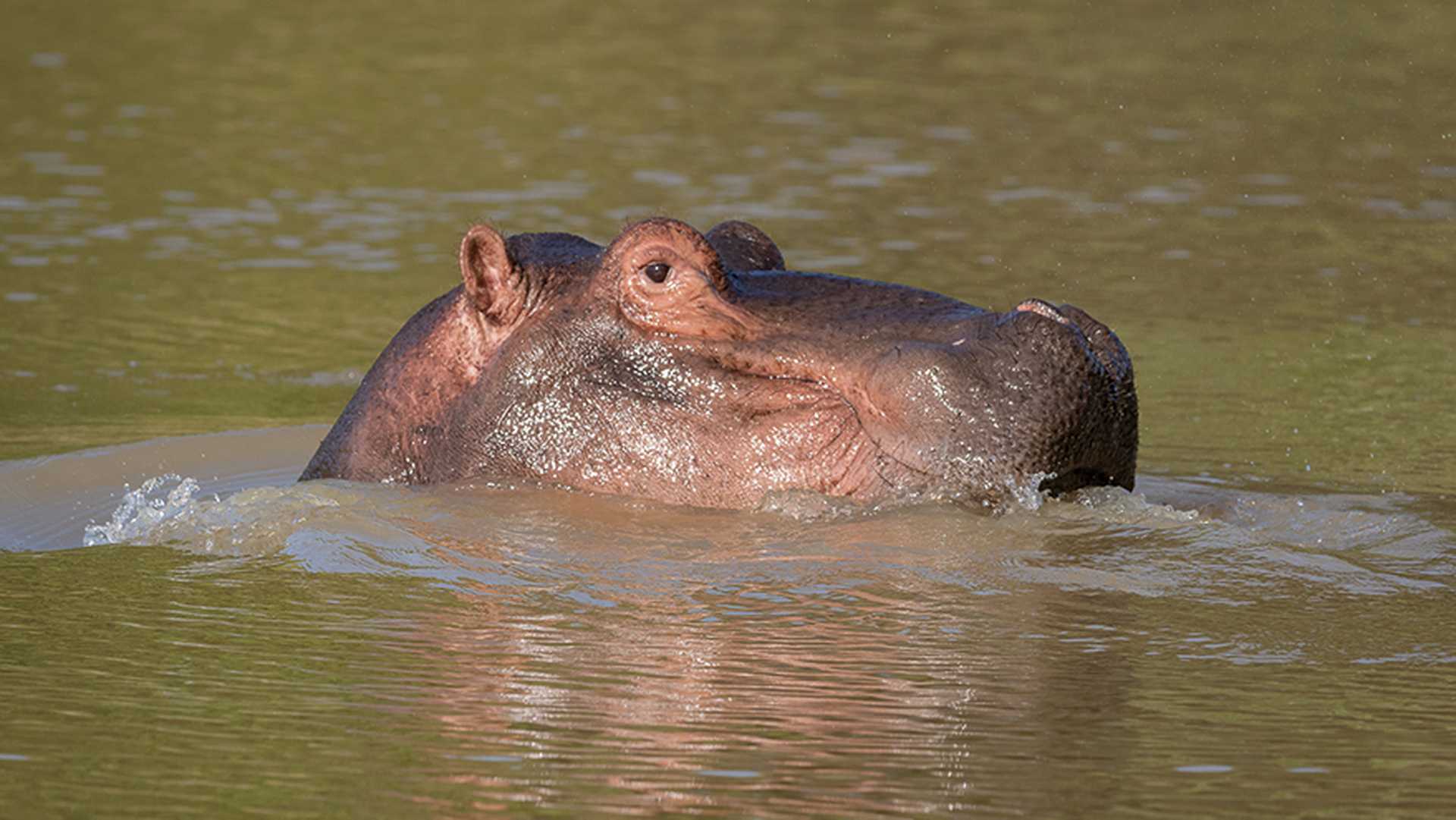 Spot hippo